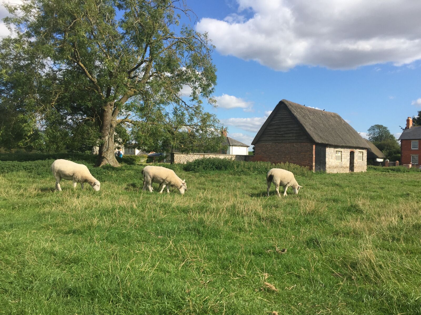 Apple iPhone 6 sample photo. Avebury, avebury stones, sheep photography