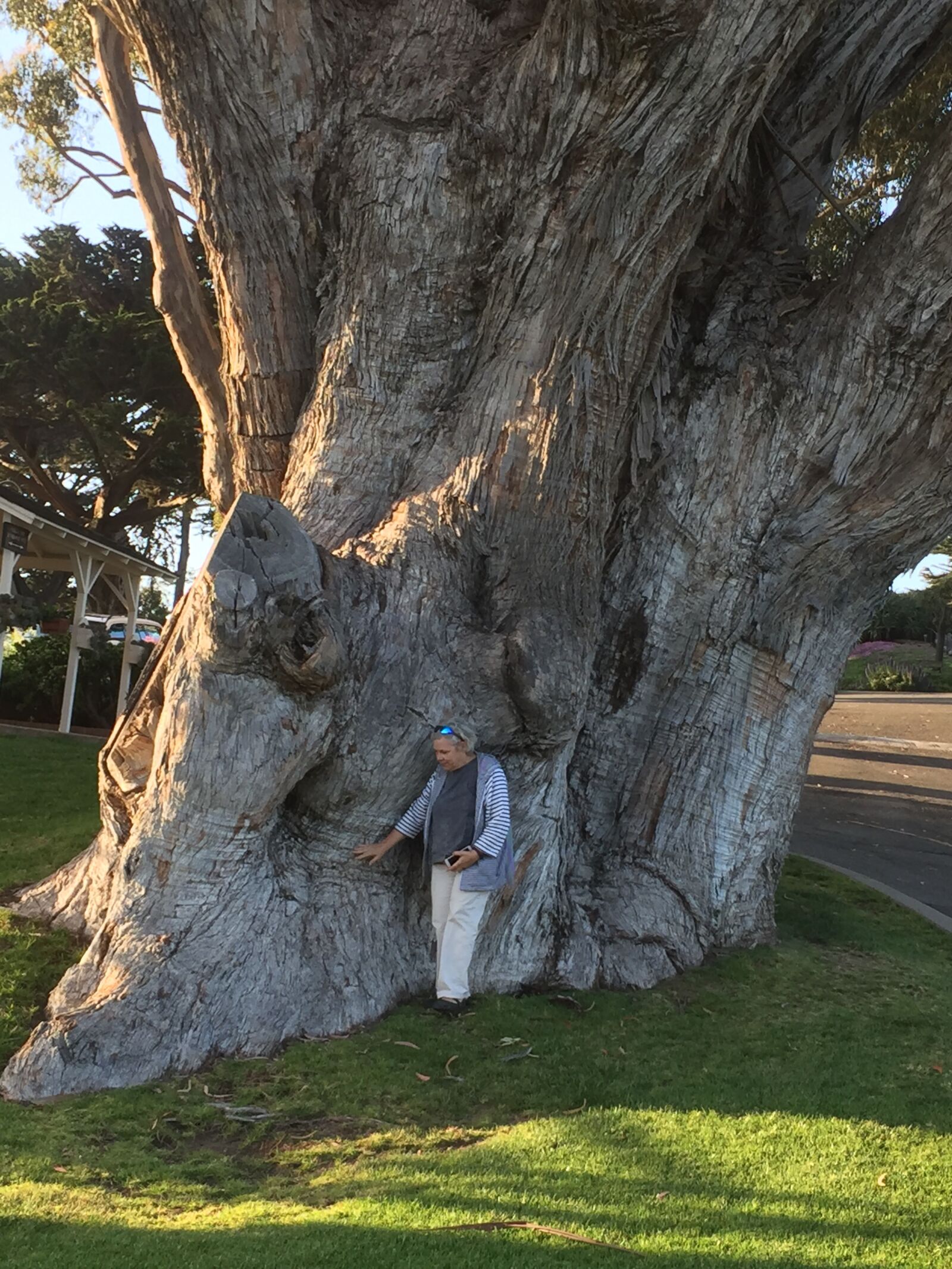 iPhone 6 back camera 4.15mm f/2.2 sample photo. Ancient, tree, nature photography