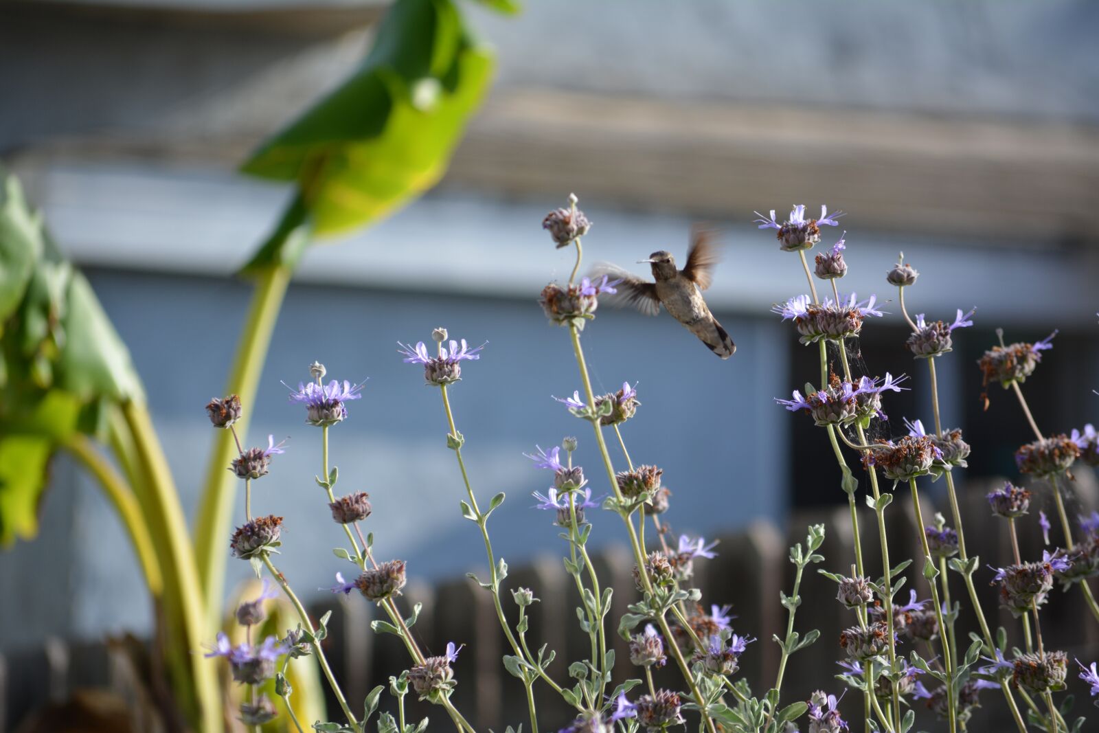 Nikon D5200 sample photo. Nature, flower, flora photography
