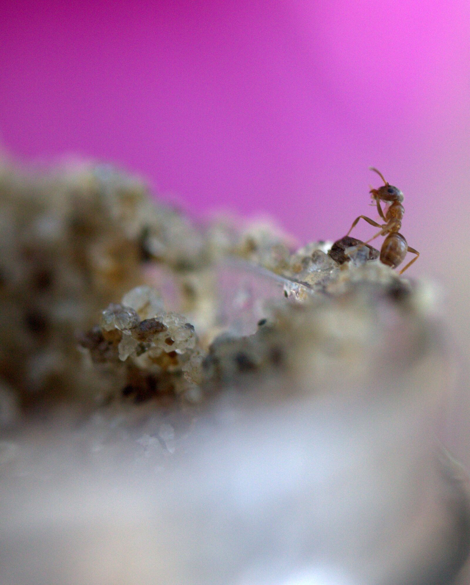 Canon EF-S 60mm F2.8 Macro USM sample photo. Ant, insecta, sand photography