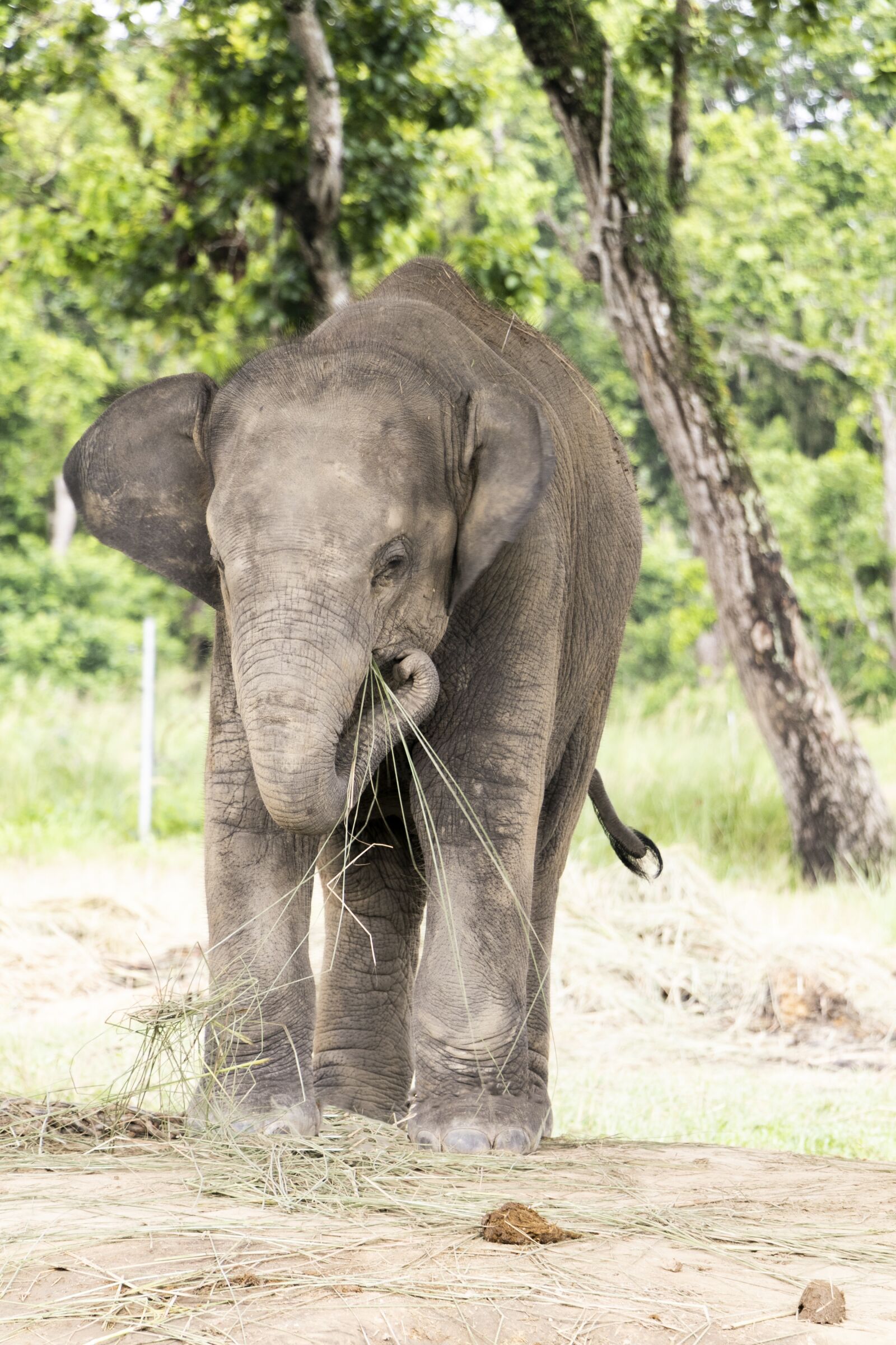 Canon EF-S 18-135mm F3.5-5.6 IS USM sample photo. Elephant, a baby elephant photography