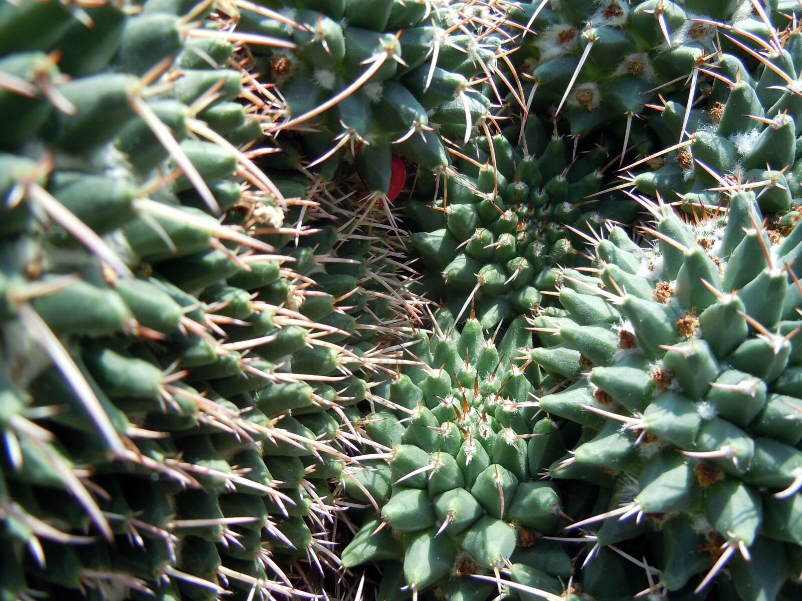 Nikon Coolpix S8000 sample photo. "Cactus, spur, plant" photography