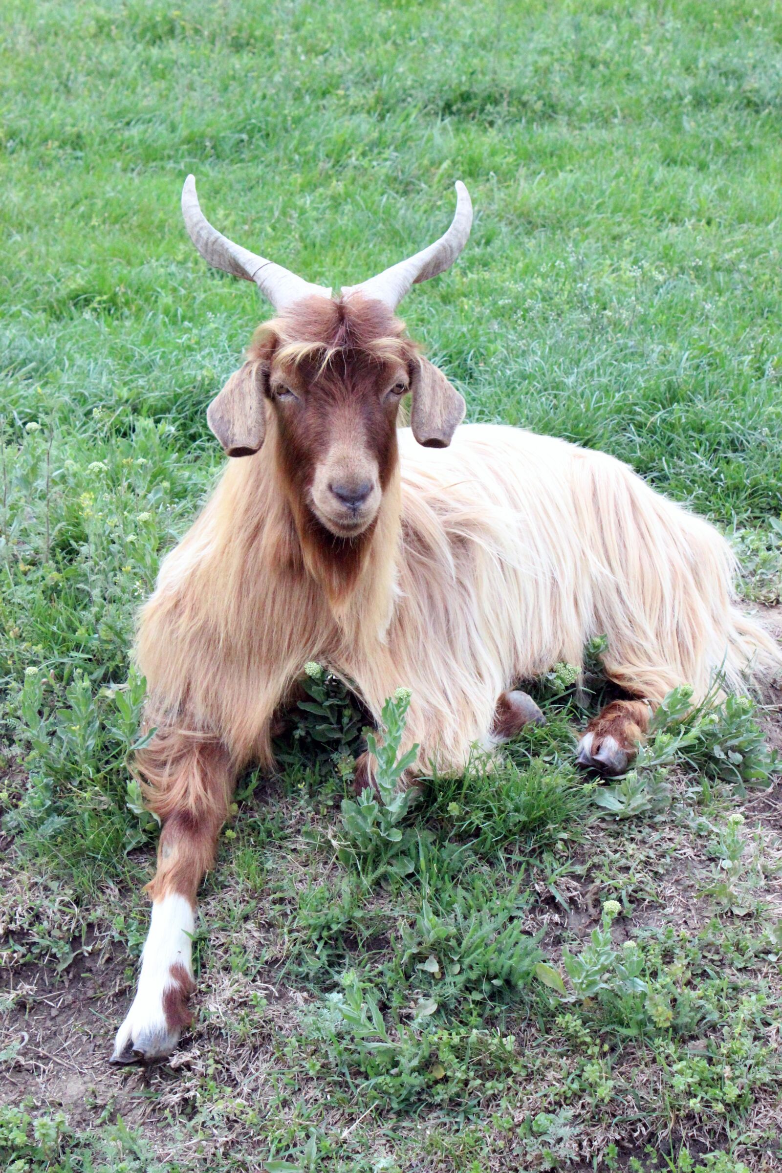 Canon EOS 600D (Rebel EOS T3i / EOS Kiss X5) sample photo. Goat, animals, farm photography