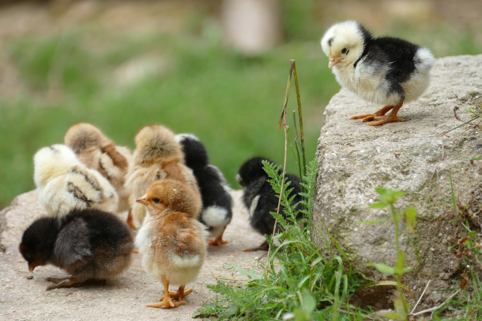 Panasonic Lumix DMC-FZ1000 sample photo. Chick, chicken, them photography