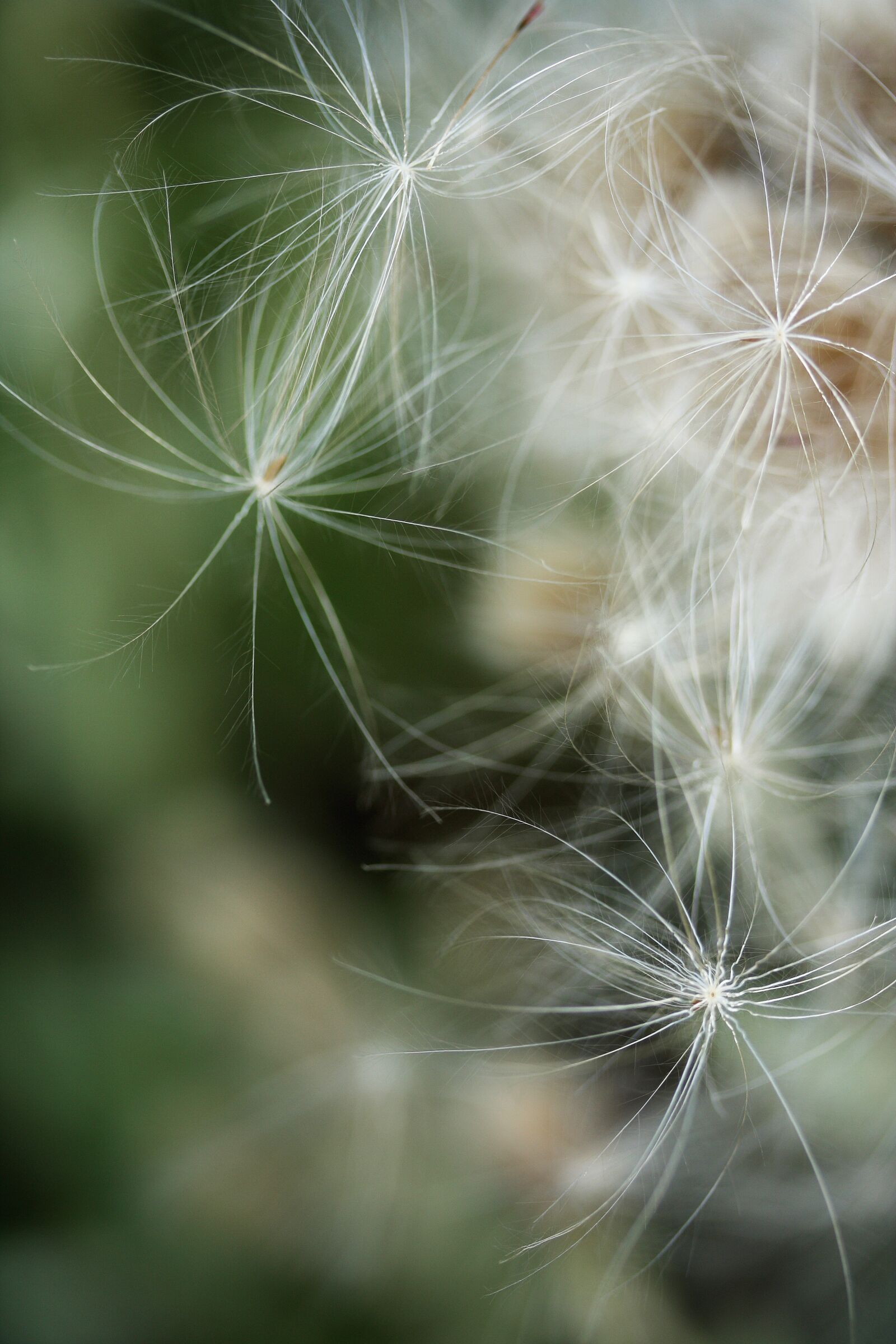 Canon EOS 40D sample photo. Flower, dea, plant photography