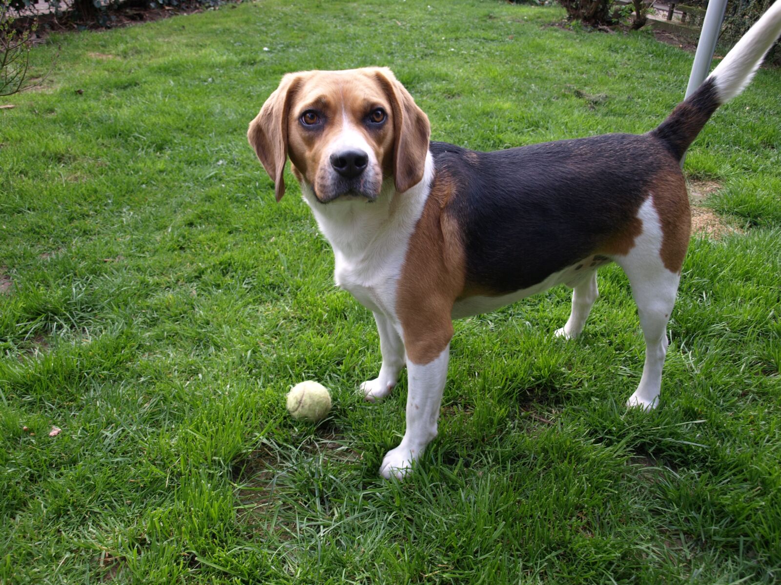Olympus E-410 (EVOLT E-410) sample photo. Beagl, dog, pet photography