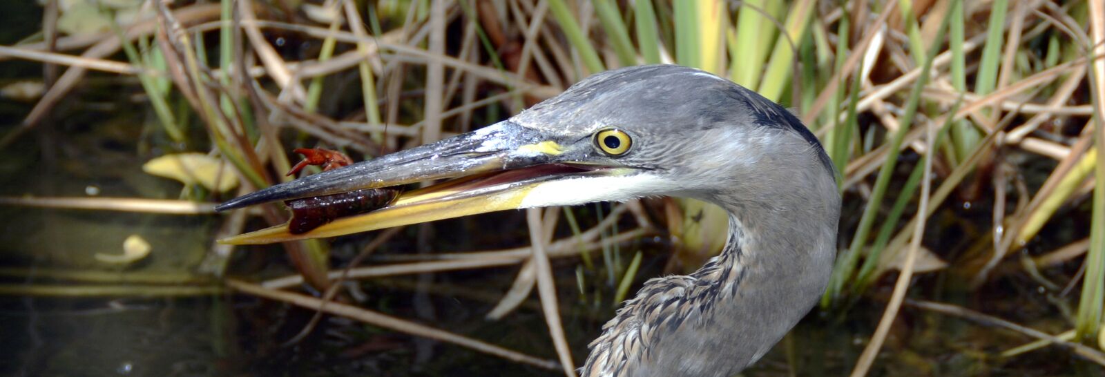 Nikon D7100 sample photo. Grey heron, fish, heron photography