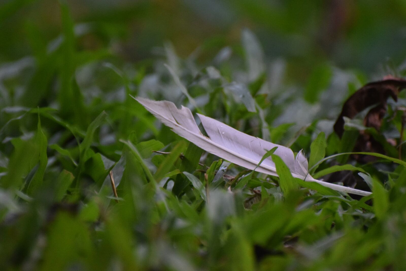 Nikon D5300 sample photo. Feather, feathers, grass photography