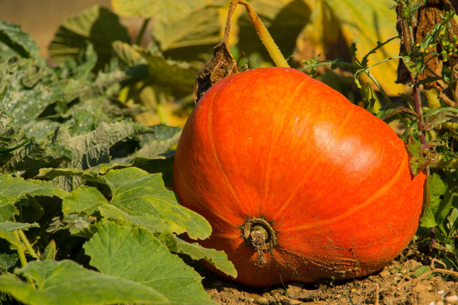 Canon EOS 70D sample photo. Pumpkin, orange, autumn photography
