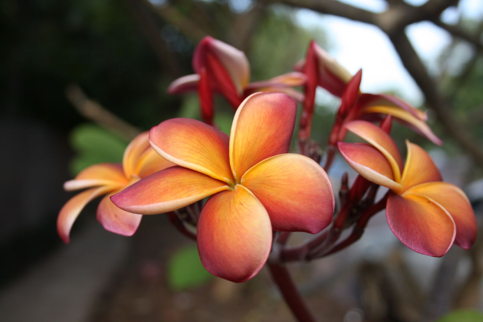Canon EOS 1000D (EOS Digital Rebel XS / EOS Kiss F) sample photo. Frangipani, tropical, flower photography