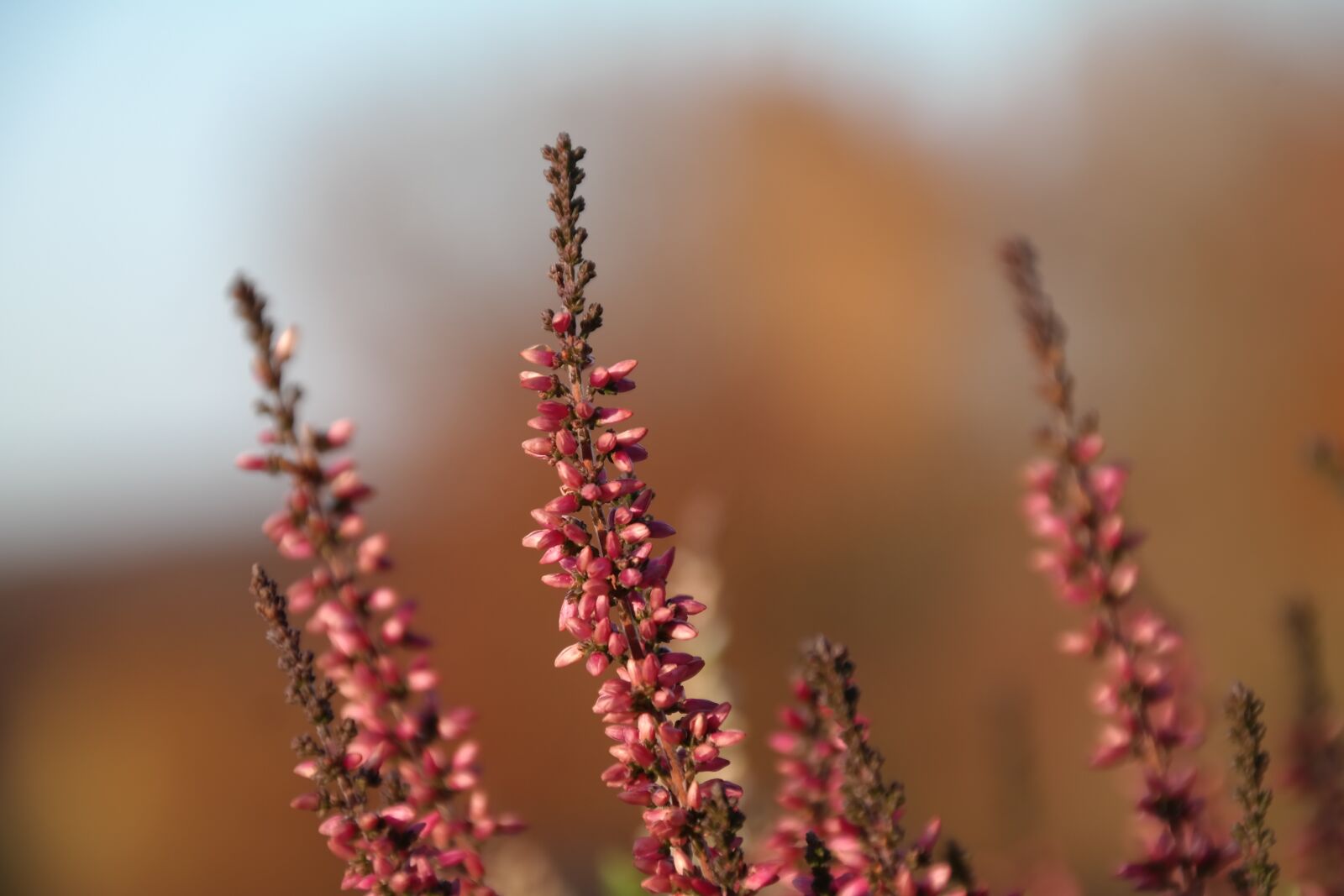 Samsung NX300 sample photo. Heide, flower, erika photography