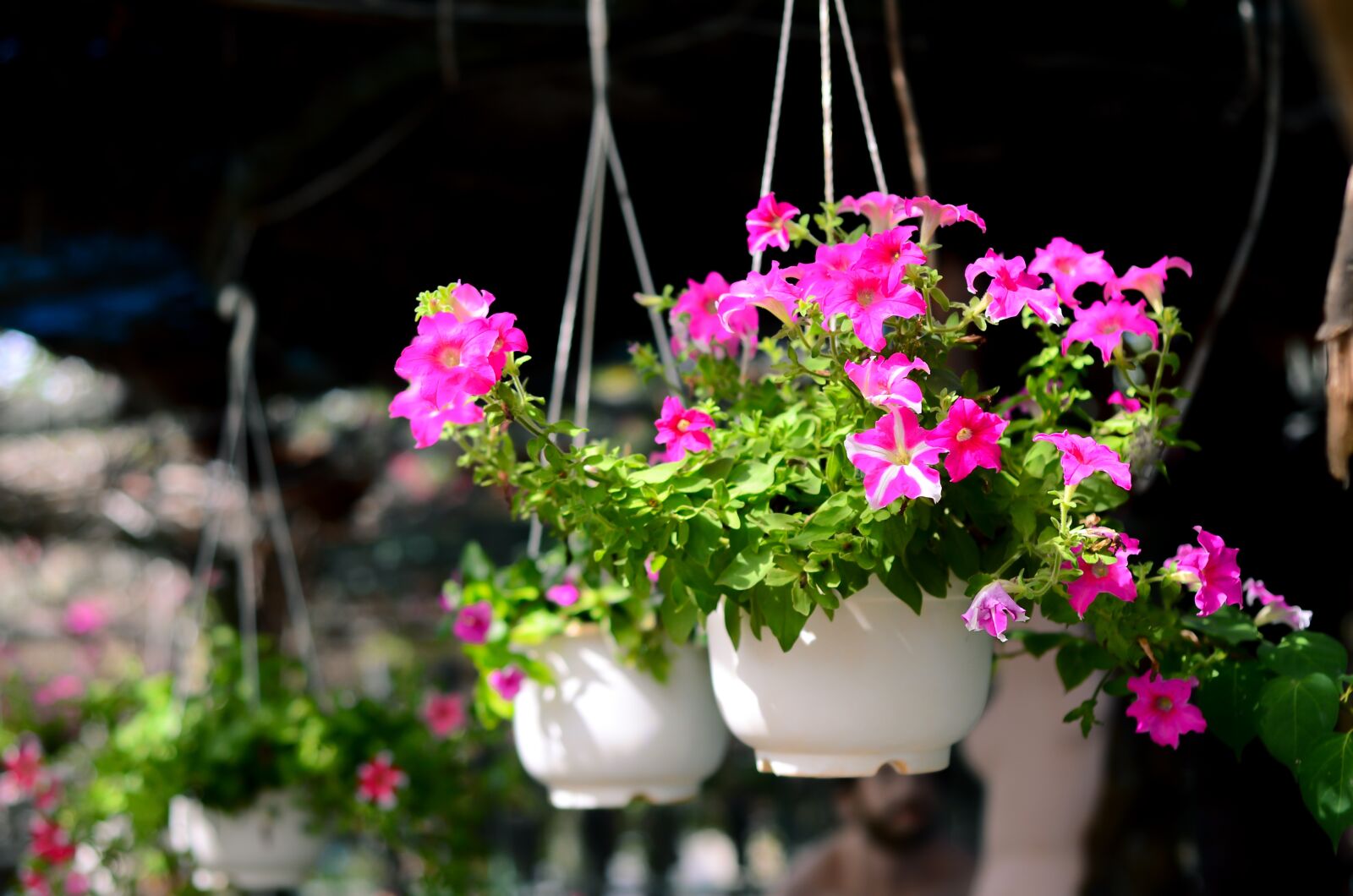 Nikon D7000 sample photo. Beautiful, flower, garden photography