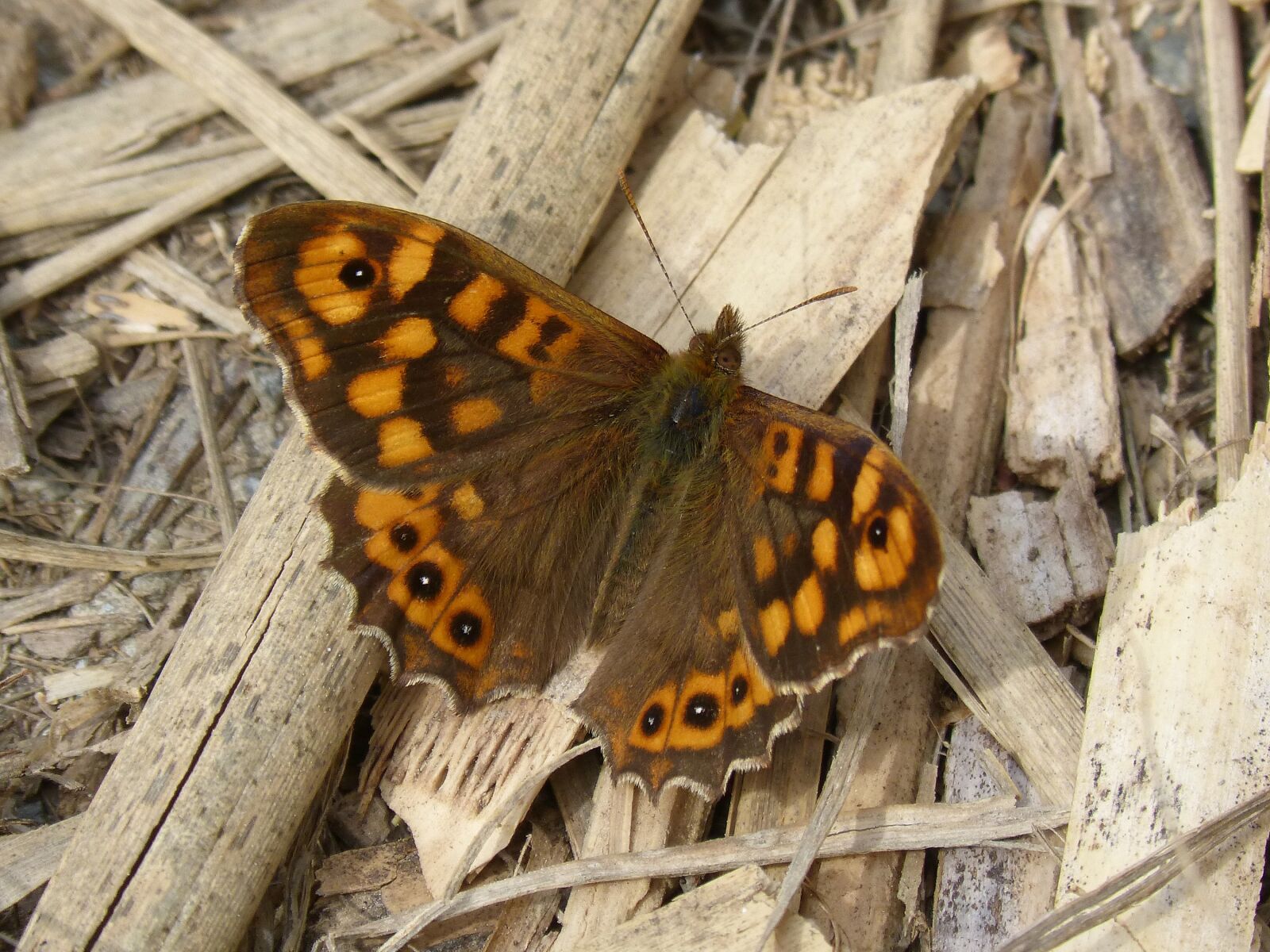 Panasonic DMC-FZ62 sample photo. Butterfly, maculada, butterfly walls photography