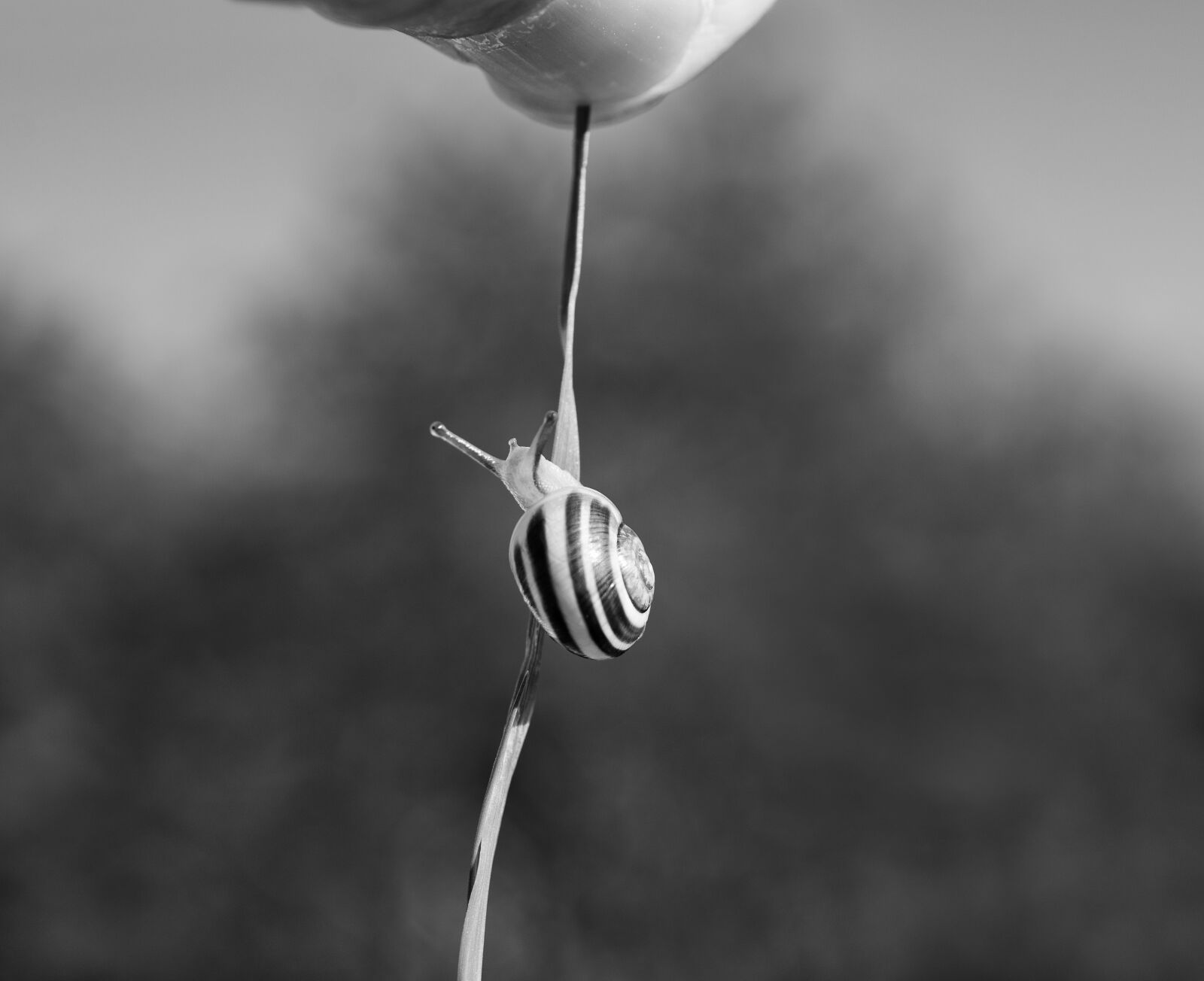 Nikon D5600 sample photo. Snail, climb, nature photography