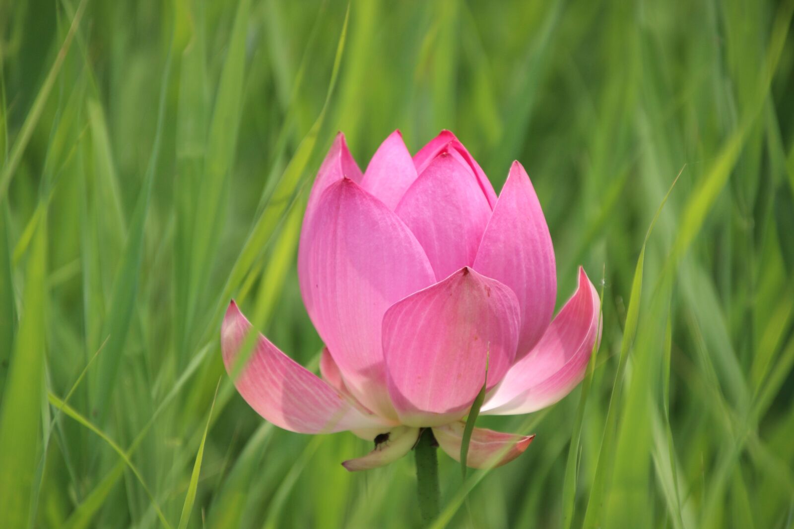 Canon EOS 600D (Rebel EOS T3i / EOS Kiss X5) sample photo. "Lotus, water lily, petals" photography