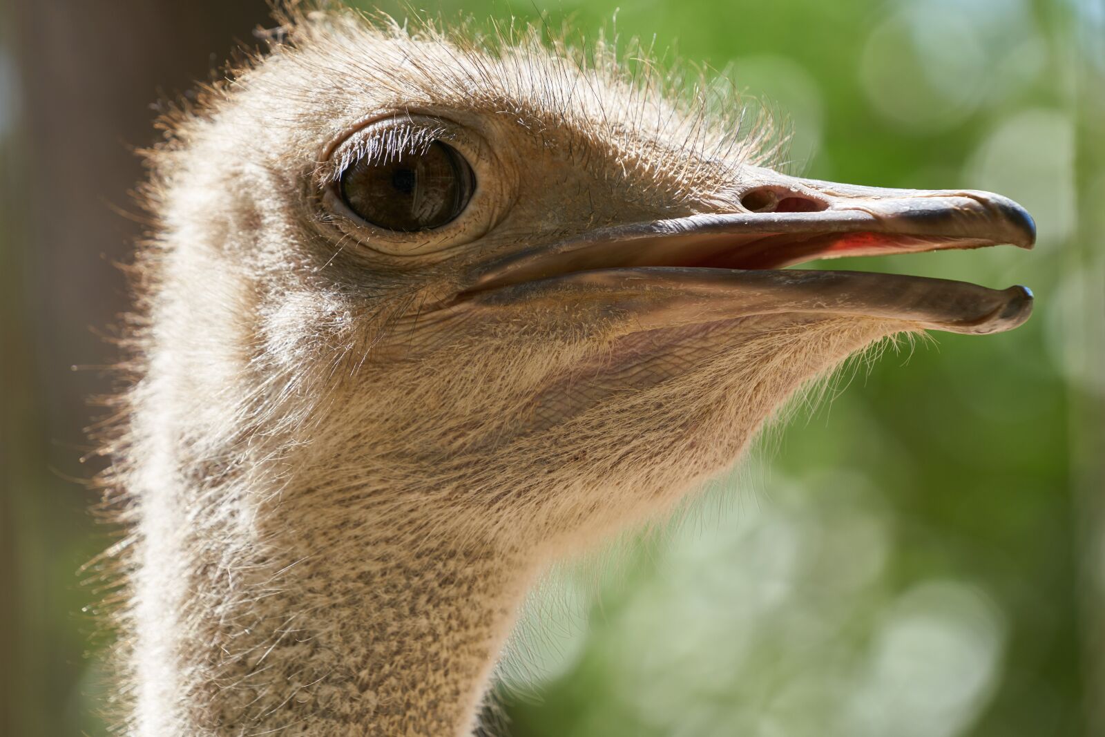 Sony FE 70-200mm F4 G OSS sample photo. Ostrich, bird, egg photography