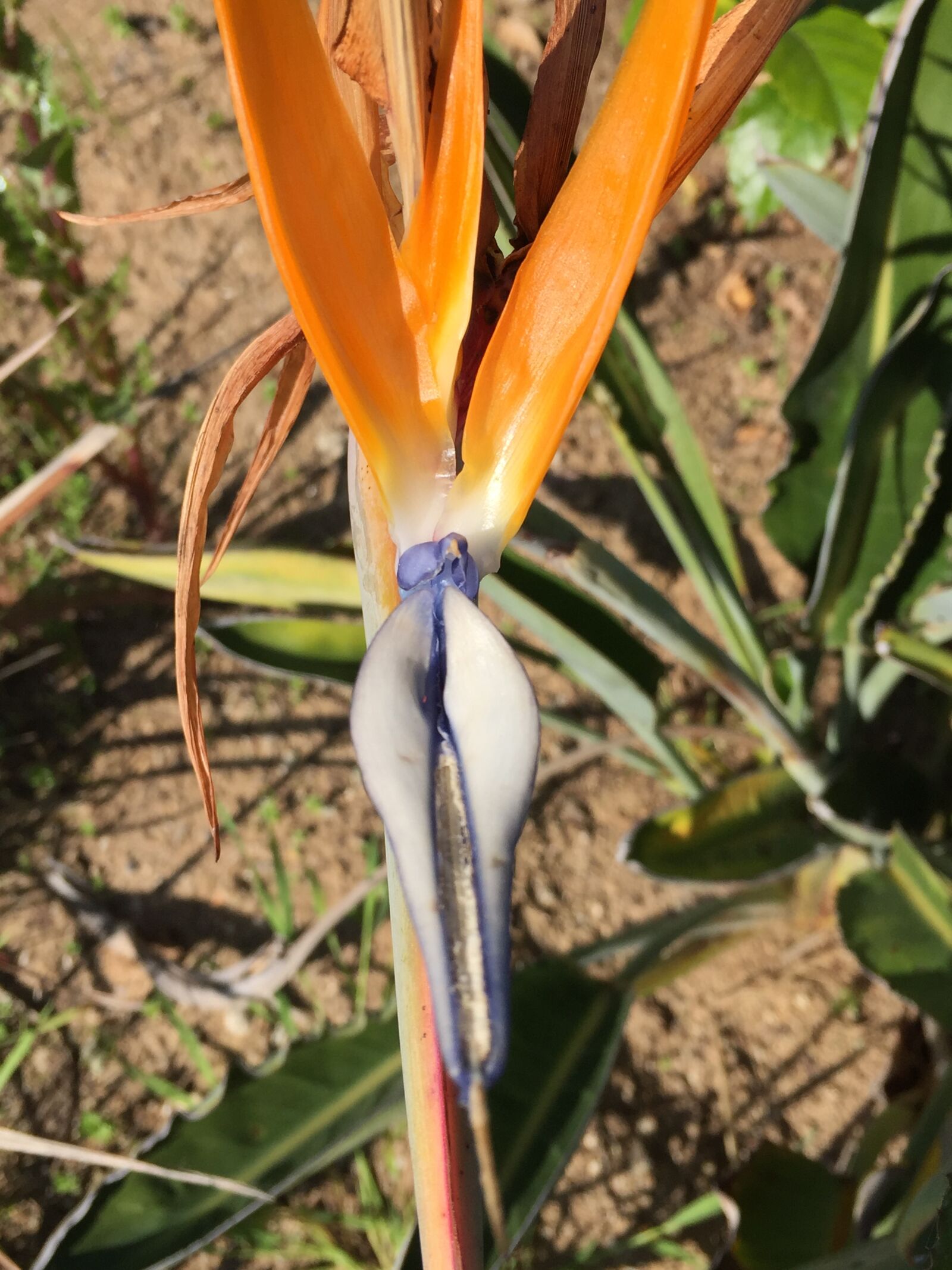 Apple iPhone 6 sample photo. Bird, of, paradise, flower photography