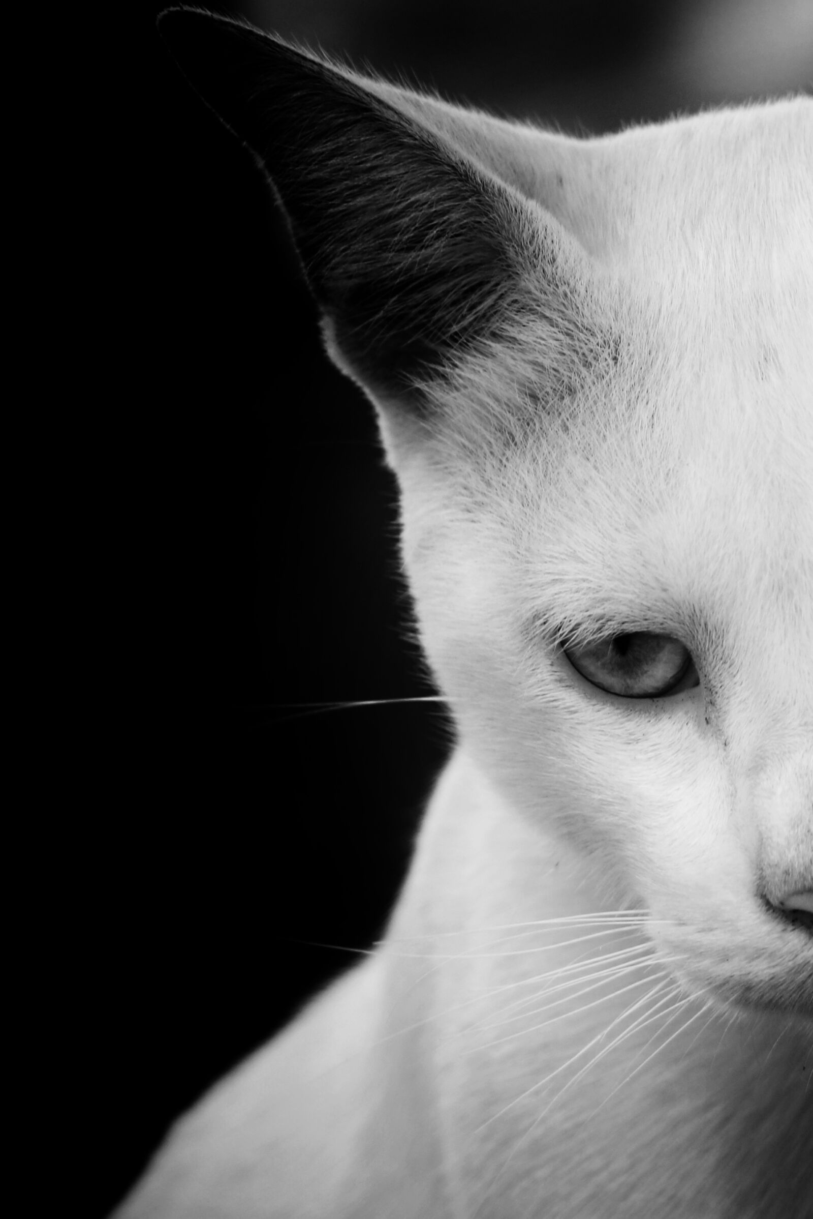 Canon EOS 760D (EOS Rebel T6s / EOS 8000D) sample photo. Cat, wildlife, animal photography