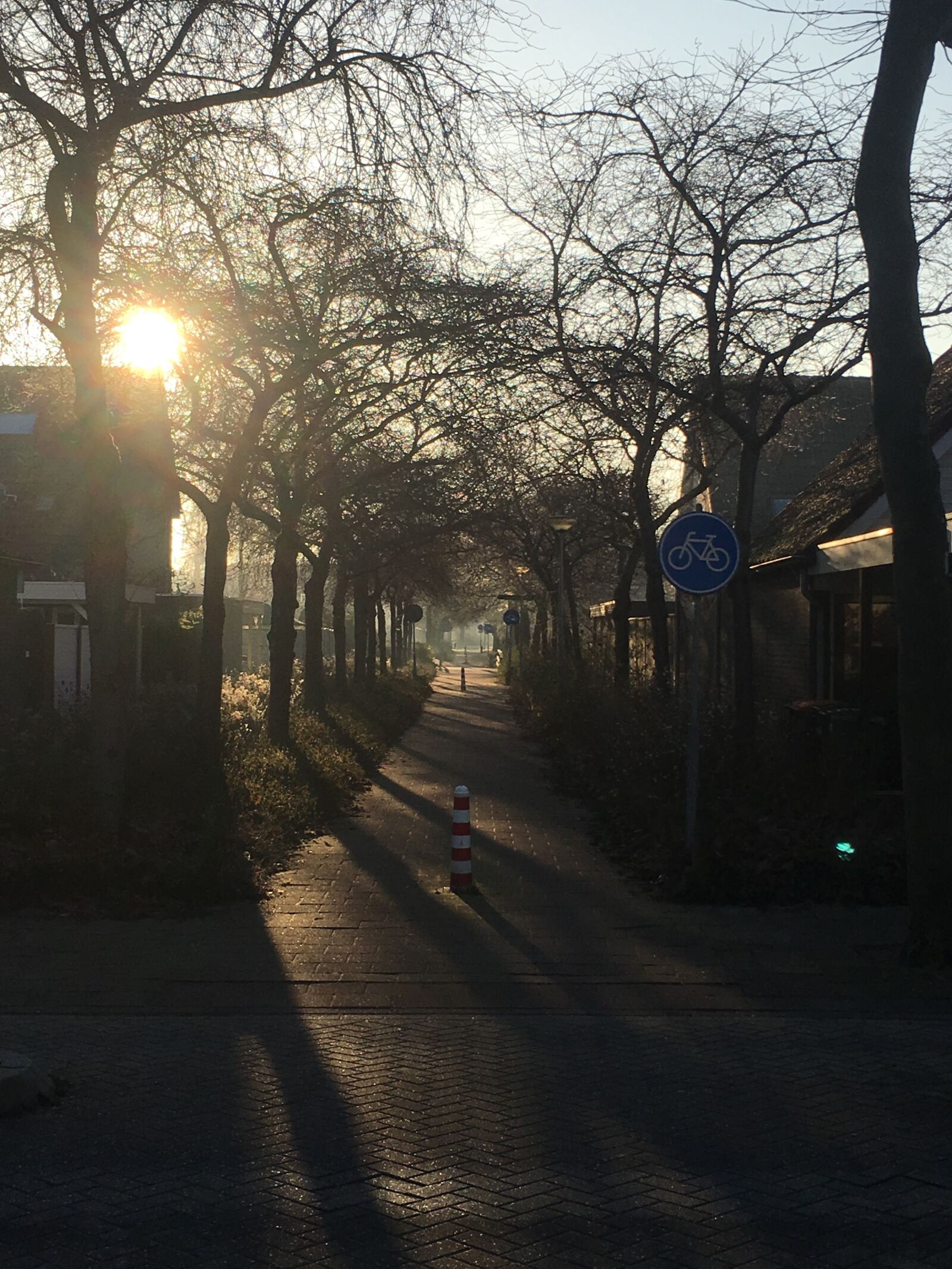 iPhone 6s Plus back camera 4.15mm f/2.2 sample photo. Winter, sun, trees photography