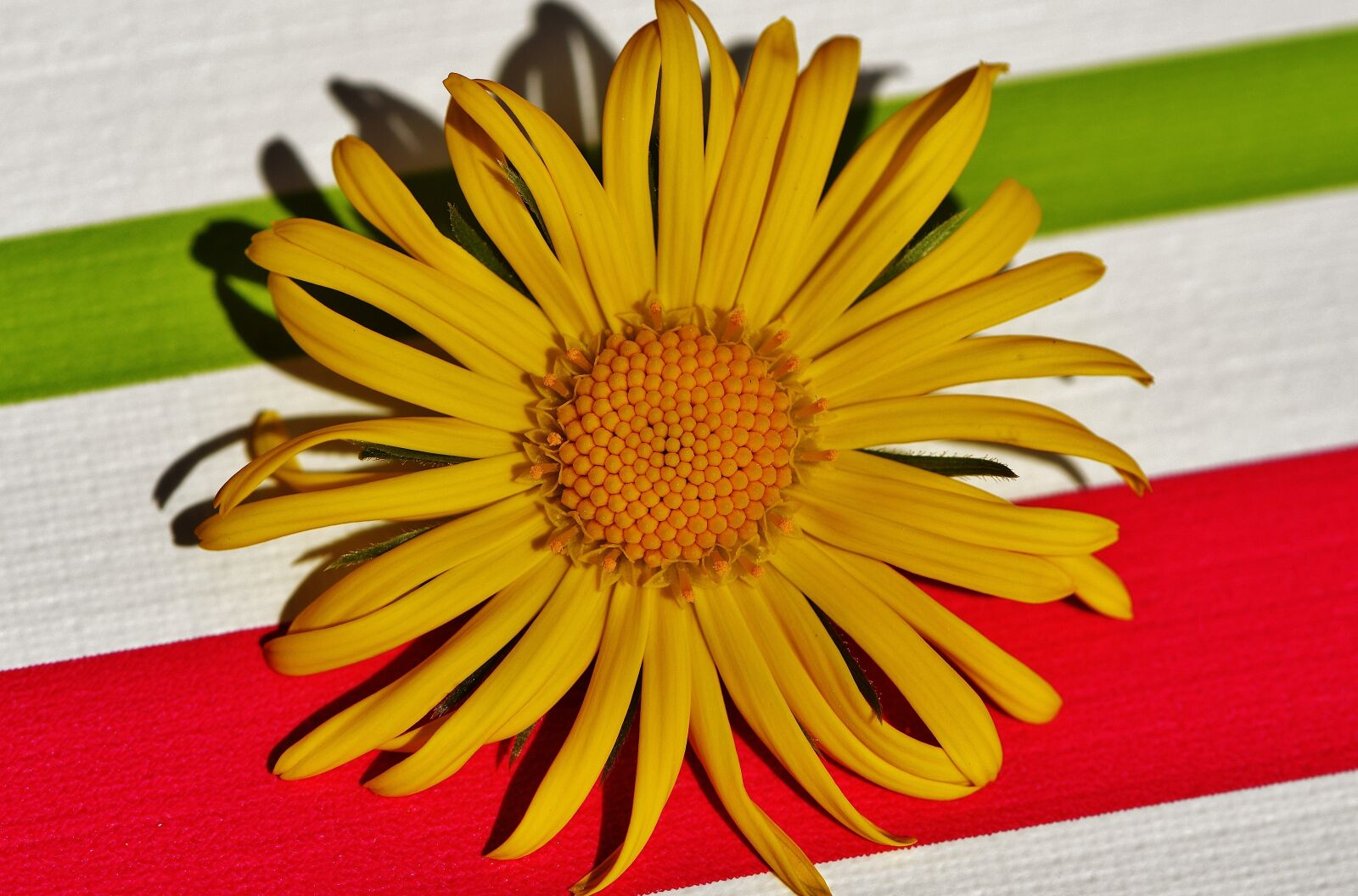 Nikon D3200 sample photo. Flower, spring, yellow photography