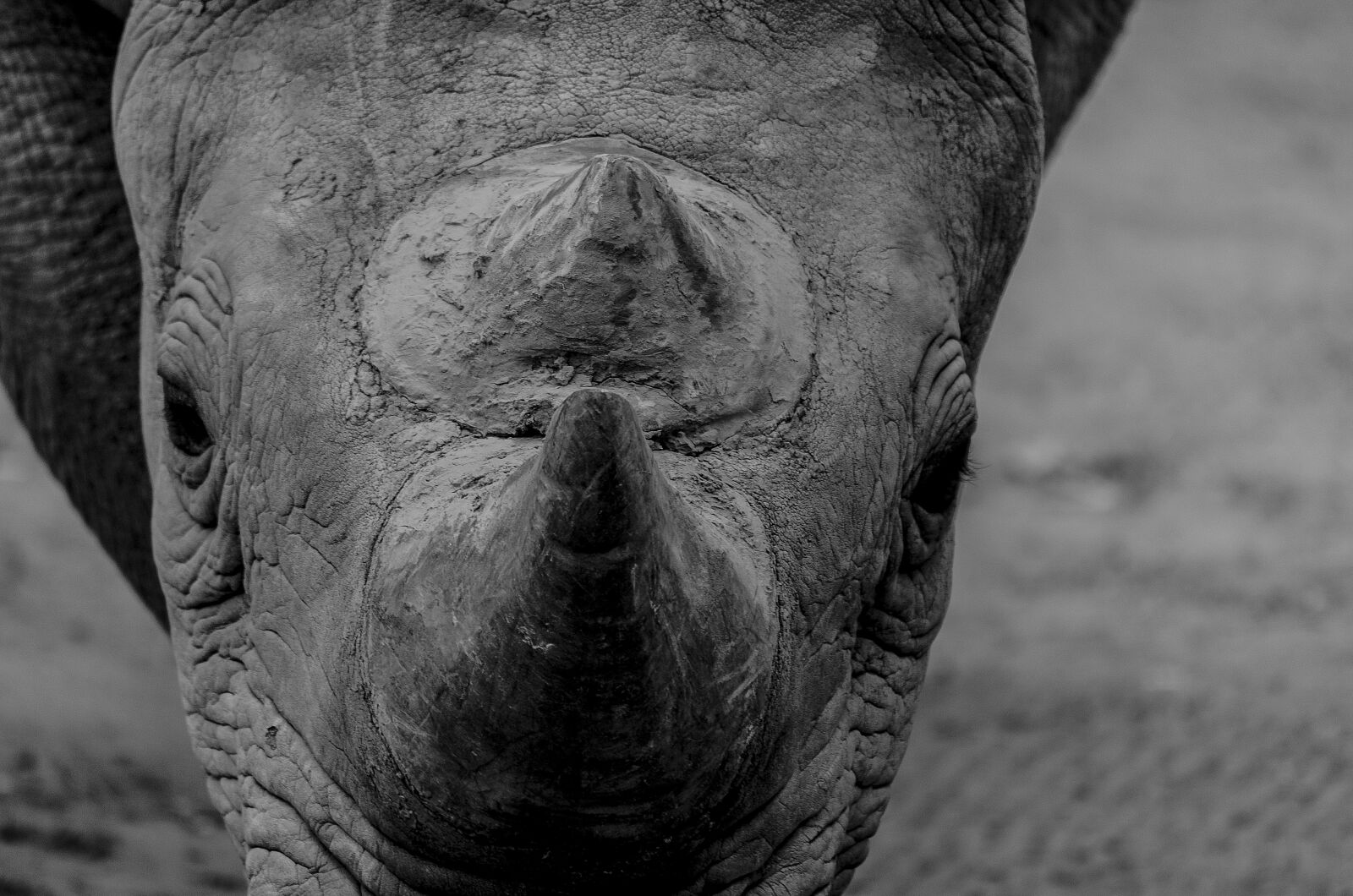 Nikon D7000 sample photo. Rhino, animals, wild photography