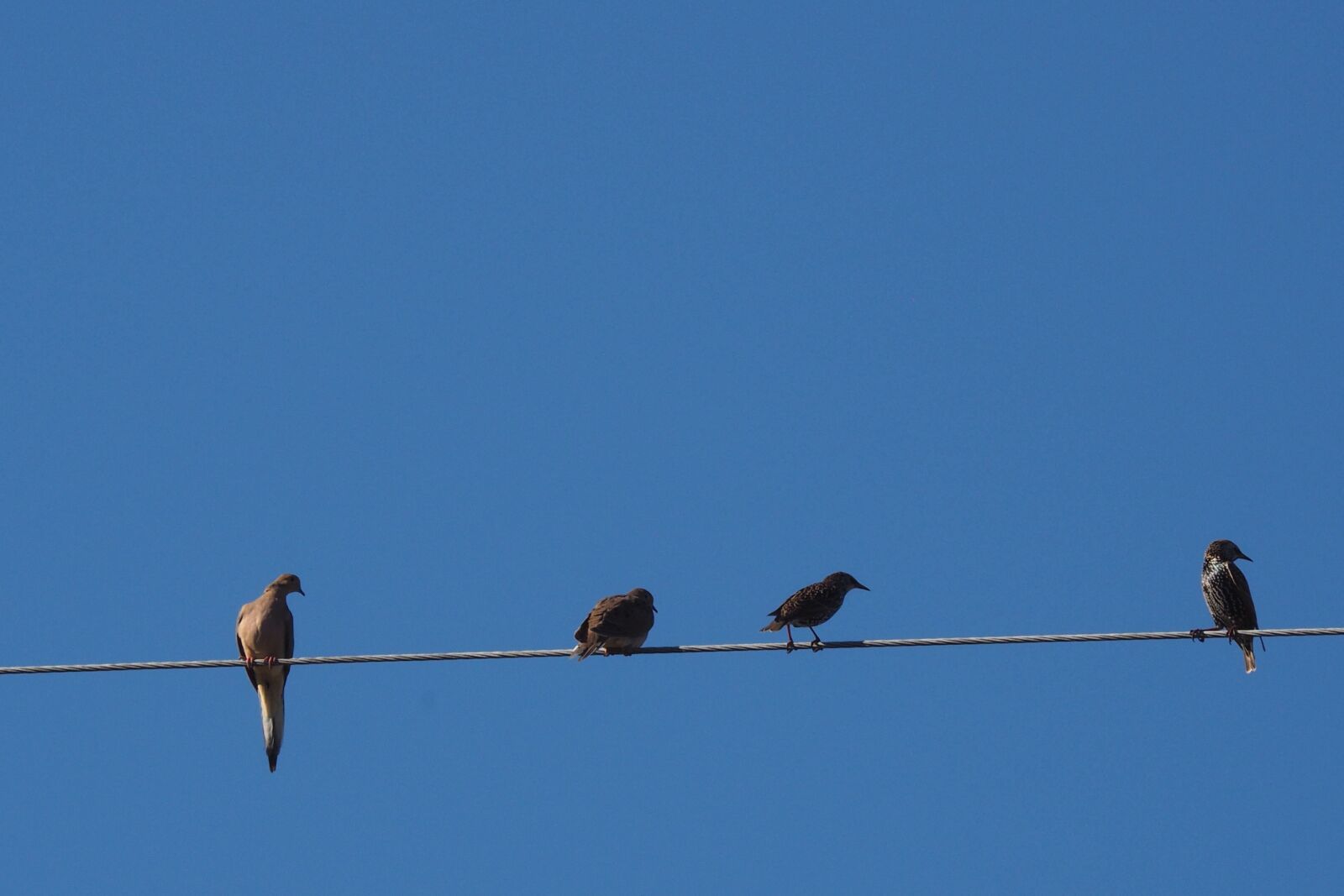 Olympus OM-D E-M10 II sample photo. Animals, birds, wire, blue photography