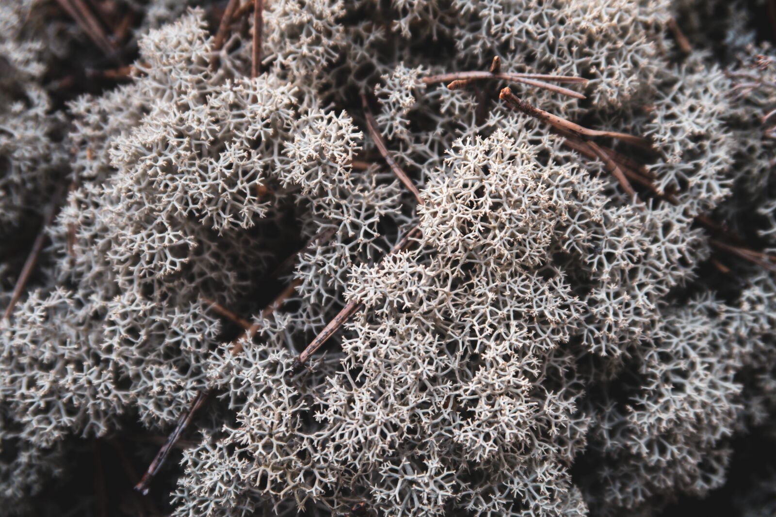 Canon PowerShot G7 X Mark II sample photo. Lichen, finnish forest, turku photography