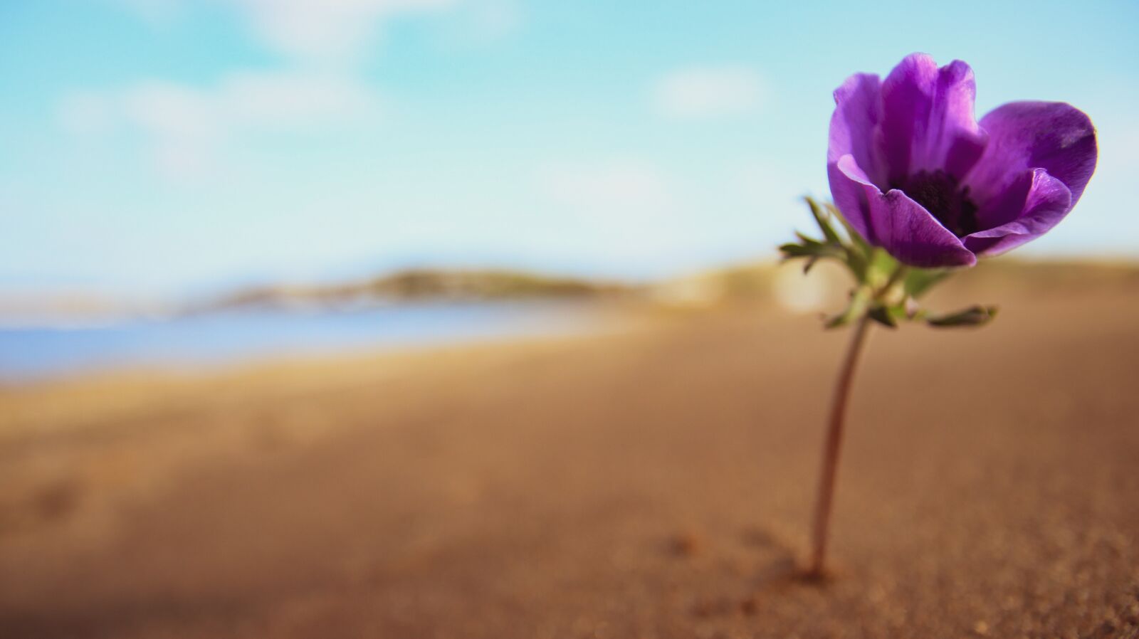 Canon 17-70mm F2.8-4 DC MACRO OS HSM | Contemporary 013 sample photo. Flower, purple, nature photography