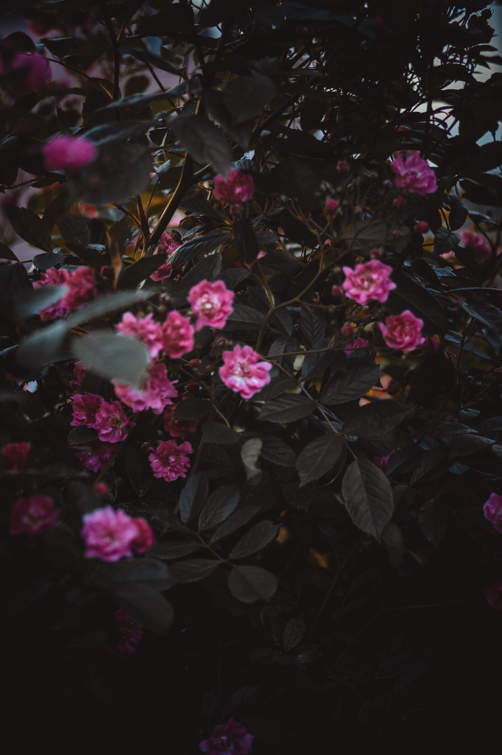 Sony 85mm F2.8 SAM sample photo. Roses, bush, garden photography