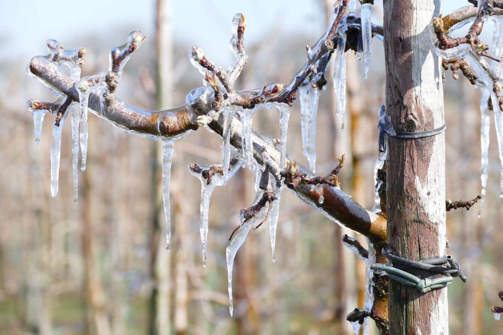 Panasonic Lumix DMC-FZ1000 sample photo. Frozen, blossom, cold photography