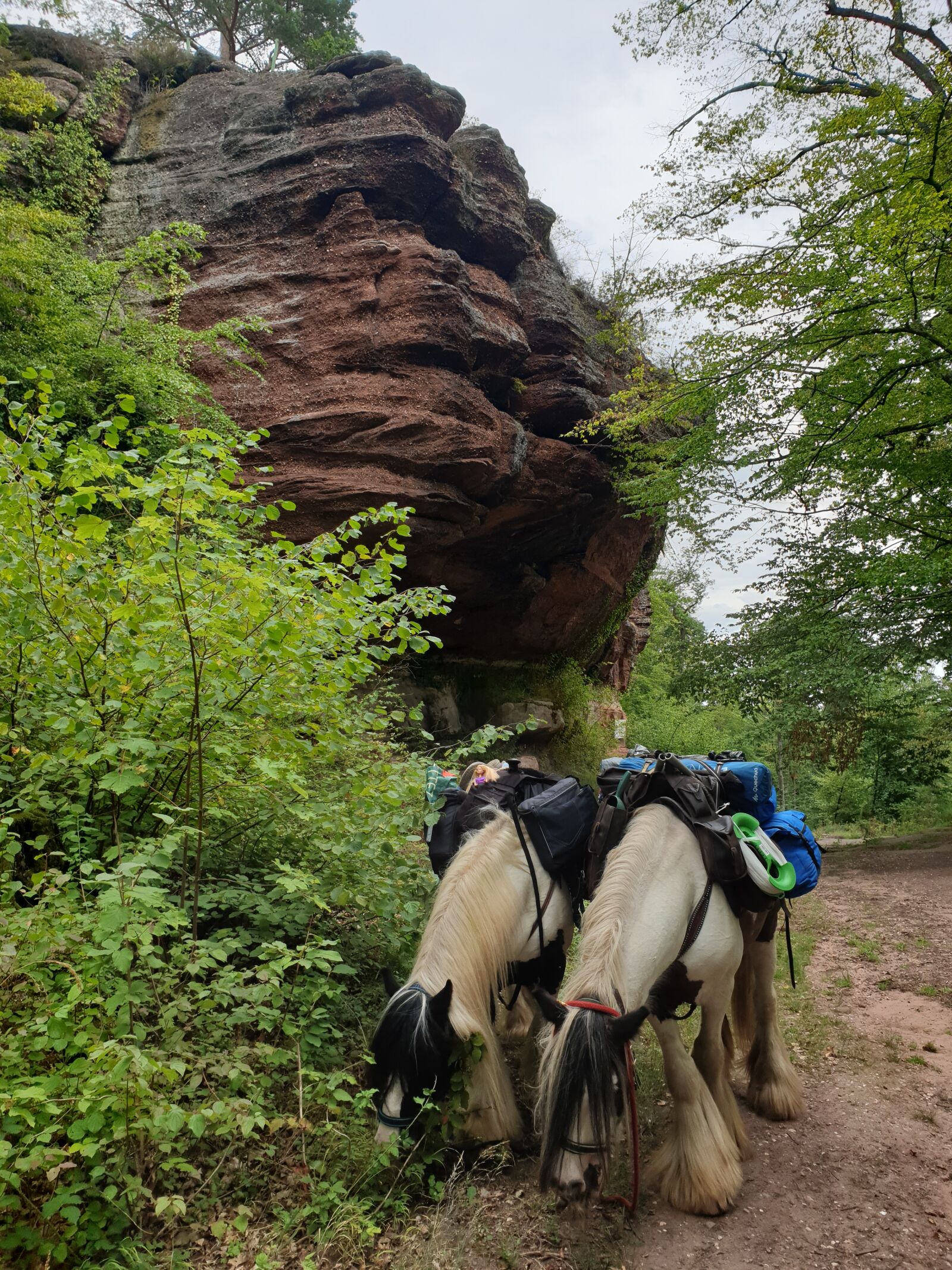 Samsung Galaxy S9 sample photo. Cliffs, horses, irish photography
