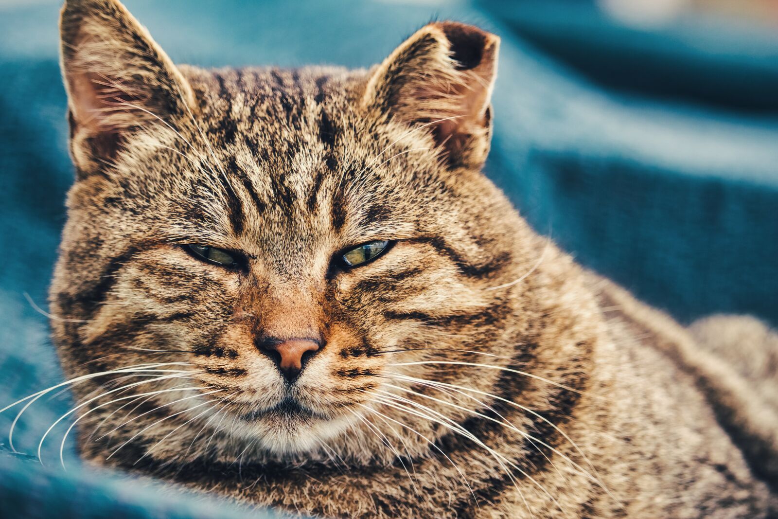 Canon EF-S 55-250mm F4-5.6 IS STM sample photo. Cat, feline, animal photography