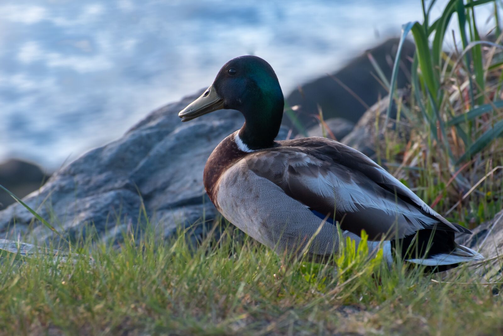 Nikon D750 sample photo. Duck, bird, nature photography
