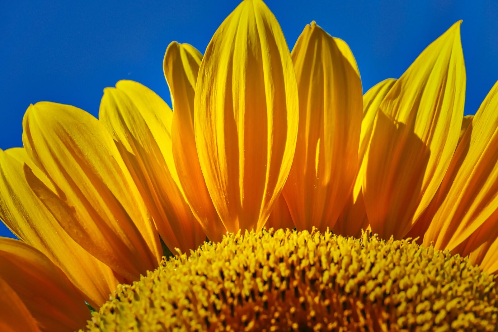 Panasonic Lumix DMC-GX8 + Panasonic Leica DG Macro-Elmarit 45mm F2.8 ASPH OIS sample photo. Sunflower, blossom, bloom photography