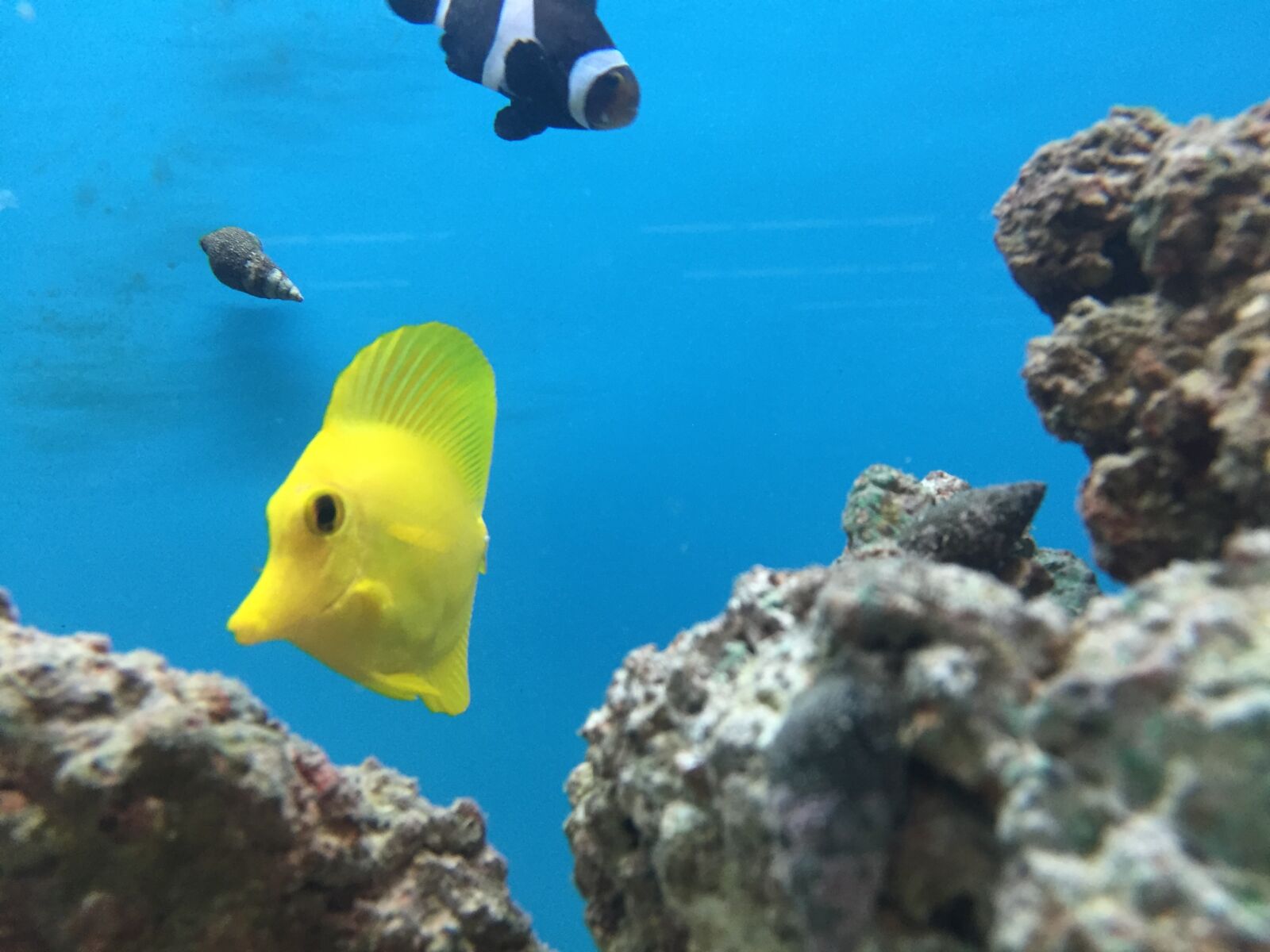 iPhone 6 back camera 4.15mm f/2.2 sample photo. Coral, reef, fish, shell photography