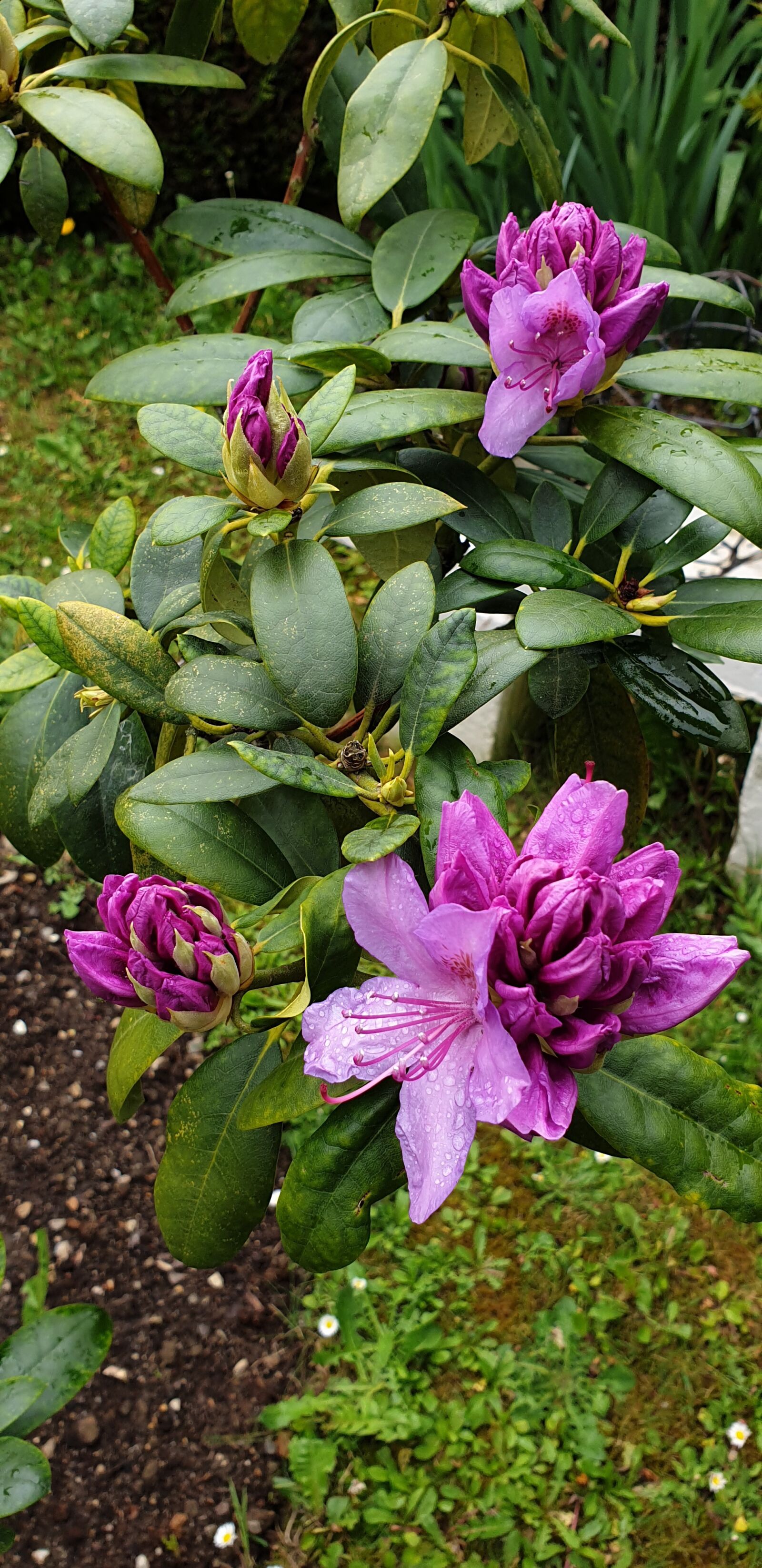 Samsung Galaxy S9+ sample photo. Flowers, rhododendron, fushia photography