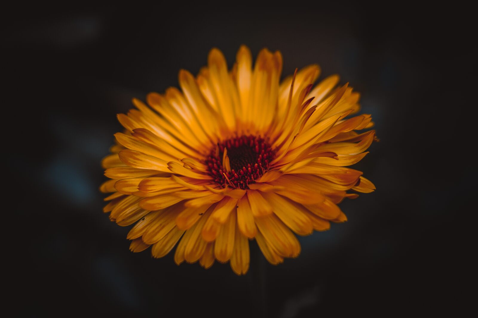 Sony 85mm F2.8 SAM sample photo. Lily, chrysanthemum, yellow photography