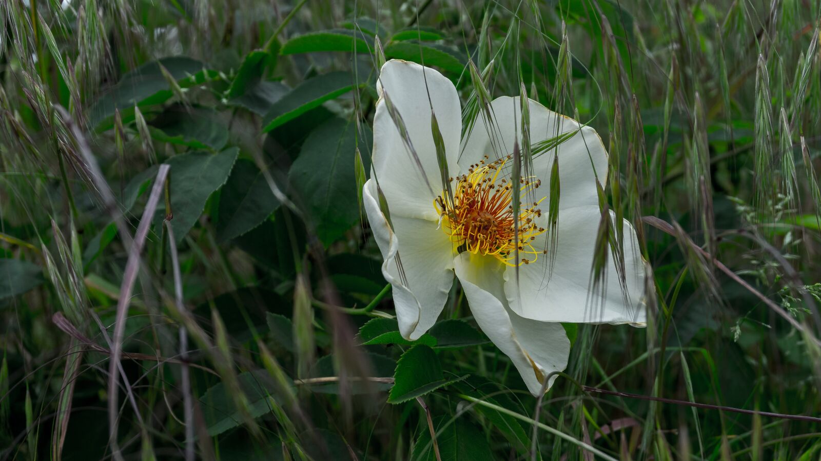 Sony Alpha a5000 (ILCE 5000) sample photo. Flower, blossom, bloom photography