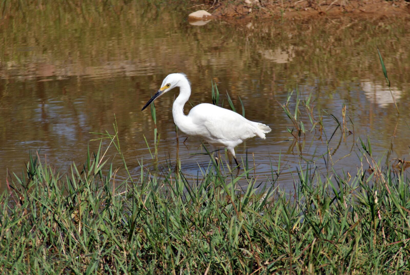 Nikon D3000 sample photo. Heron, river, lake photography