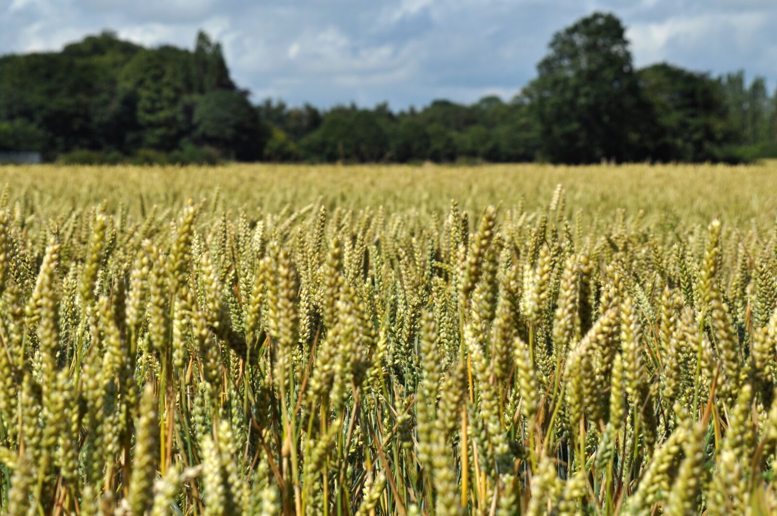 Nikon D5000 sample photo. Wheat, field, agriculture photography