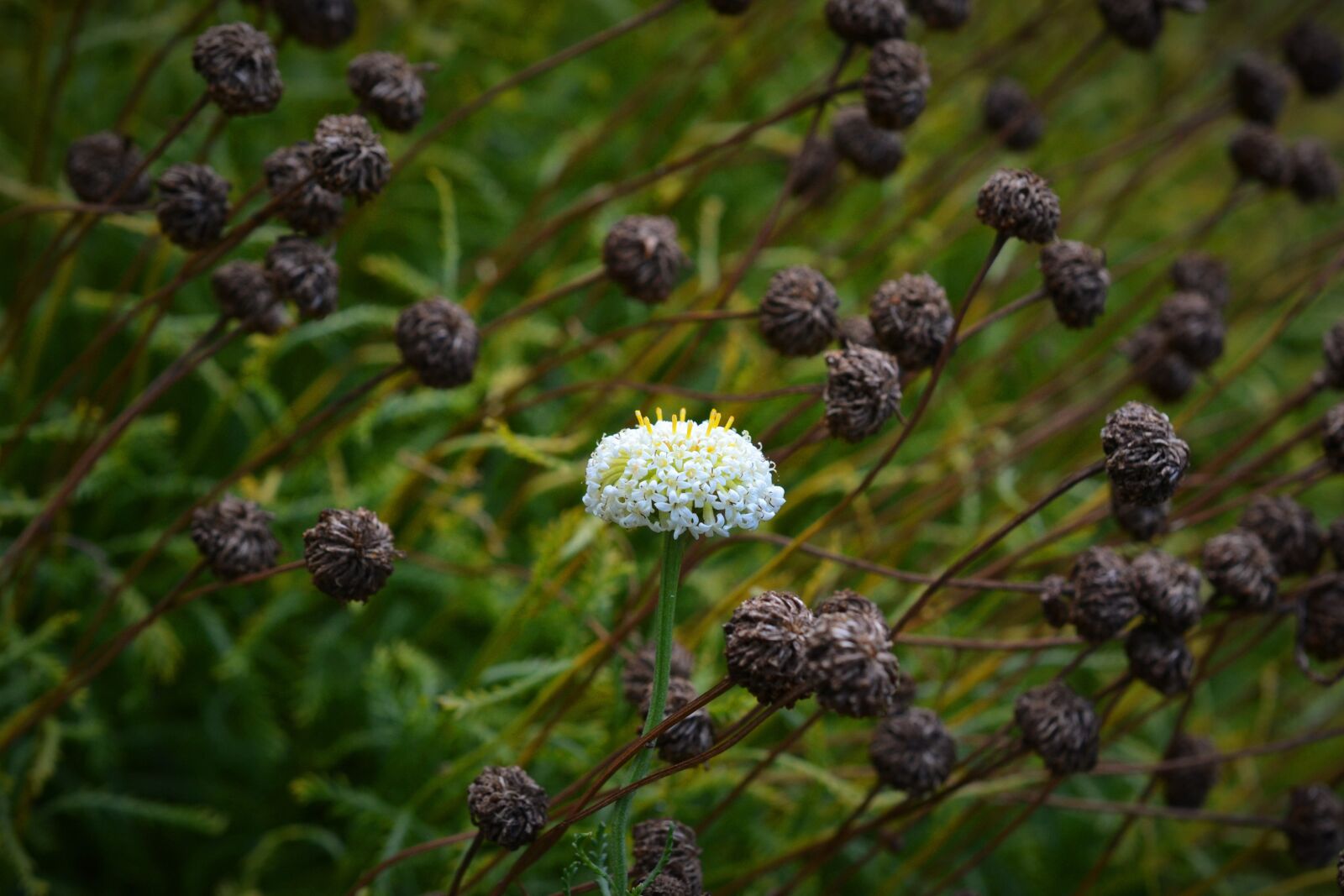 Nikon D3100 sample photo. Individually, santolina, exception photography