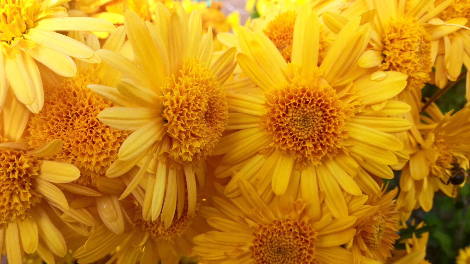 Nokia Lumia 1520 sample photo. Sun, macro, bright photography