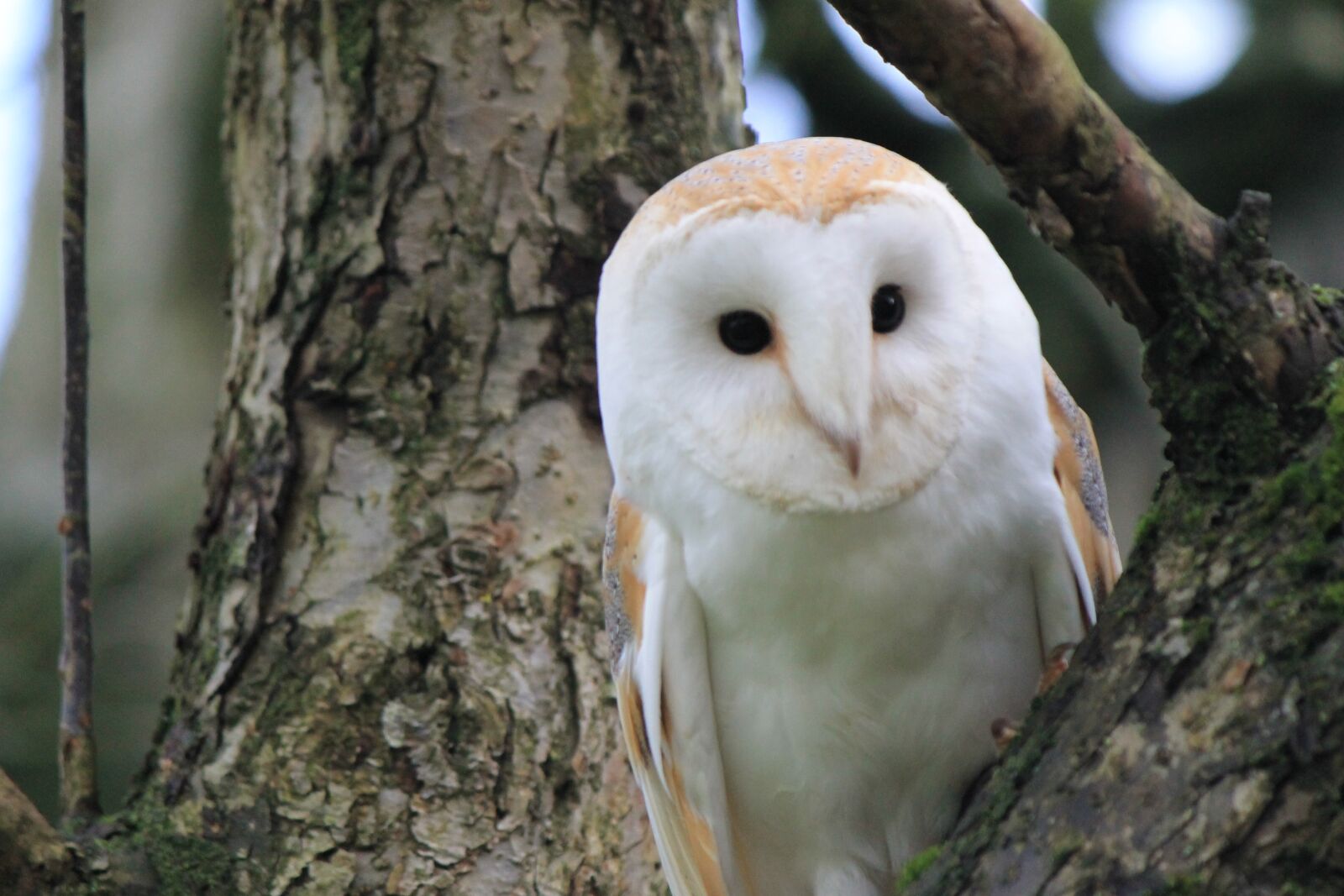 Canon EOS 1100D (EOS Rebel T3 / EOS Kiss X50) sample photo. Owl, barn owl, bird photography