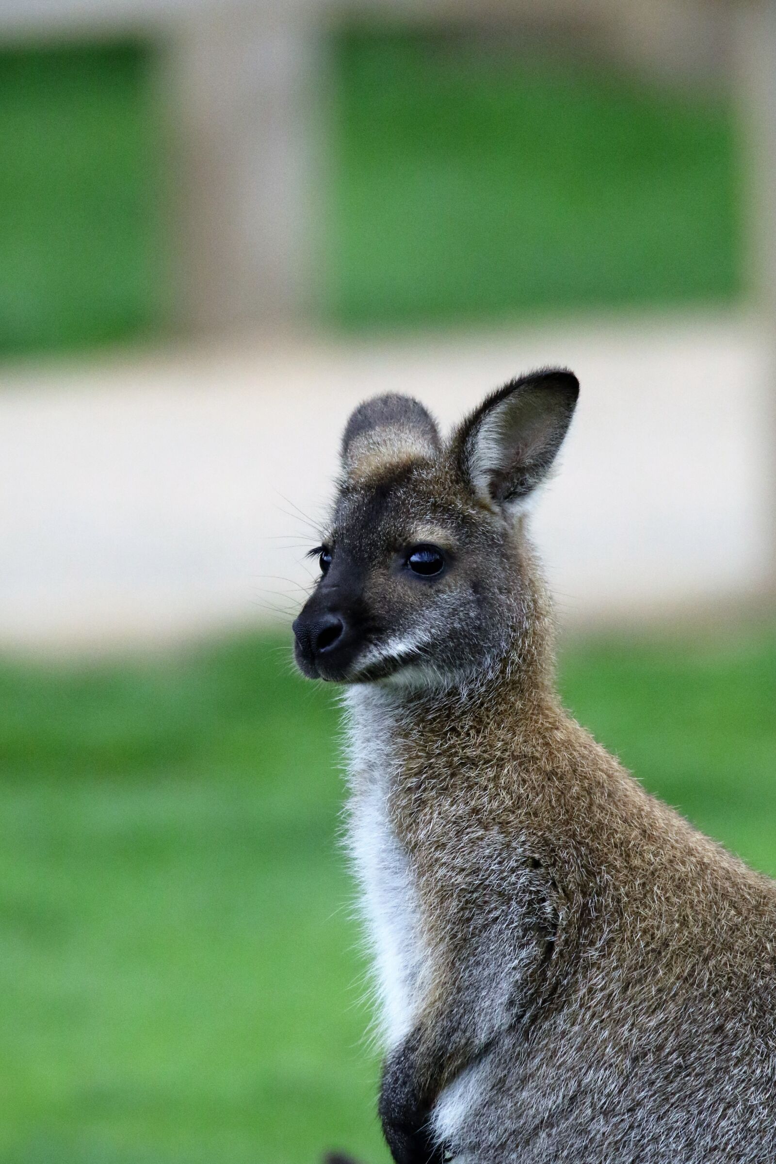 Canon EOS 7D Mark II sample photo. Wallaby, kangaroo, animal photography
