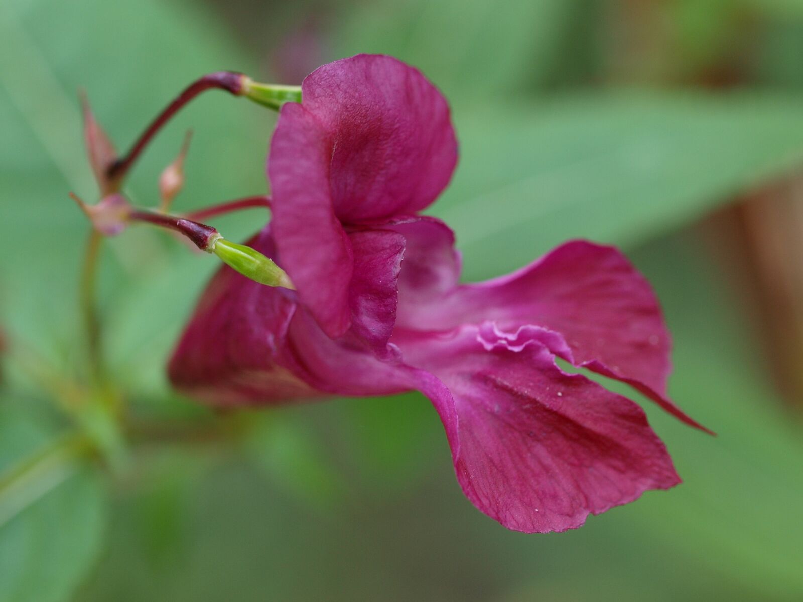 Olympus E-520 (EVOLT E-520) sample photo. Flower, plant, nature photography