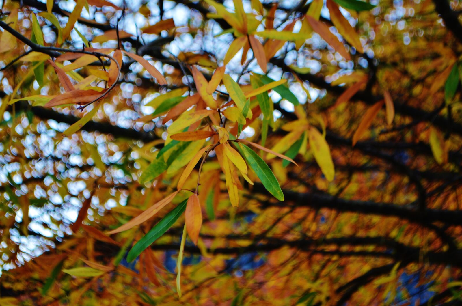 Nikon D5100 sample photo. Urban, city, greenville photography