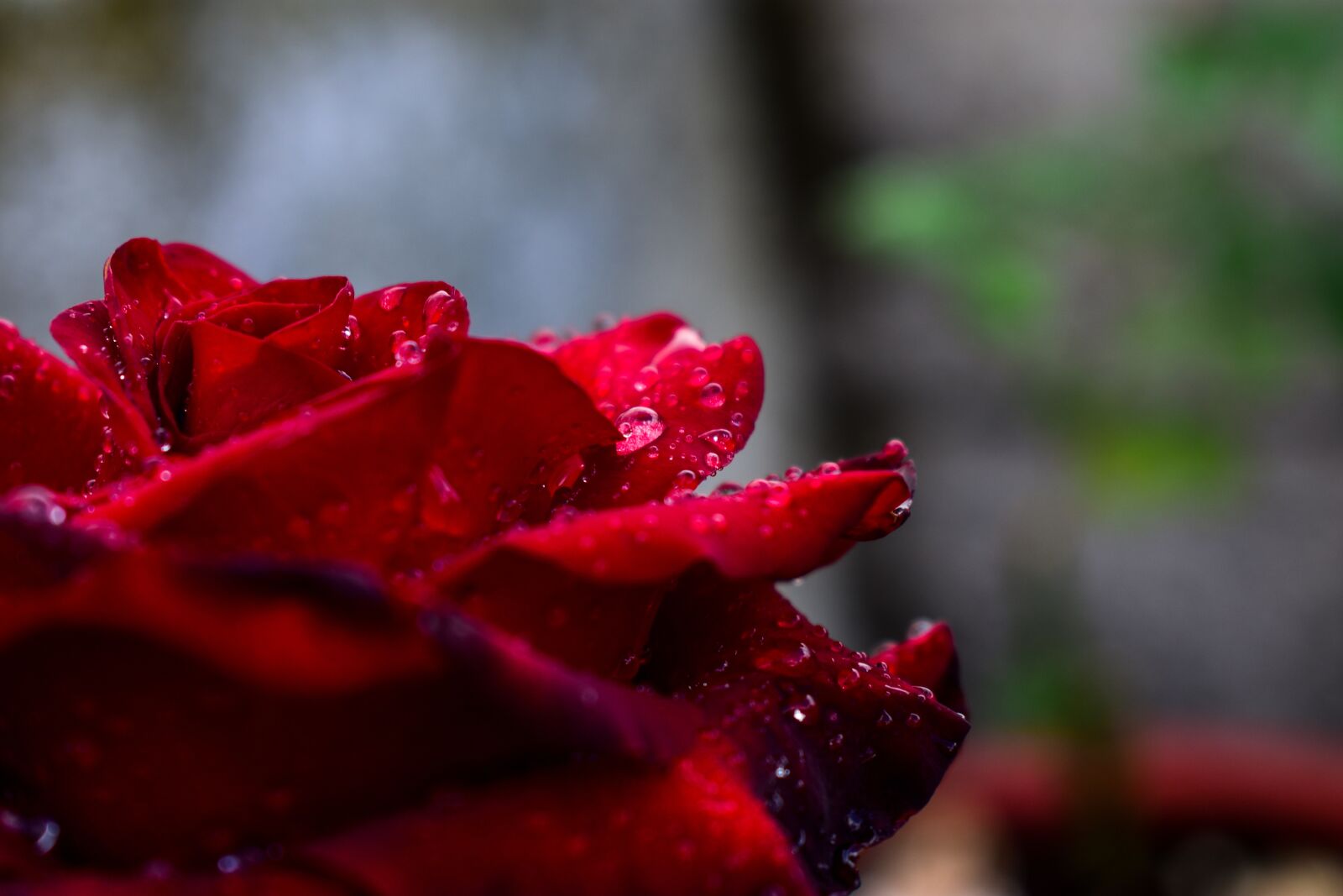 Nikon D3400 sample photo. Rosa, flower photography