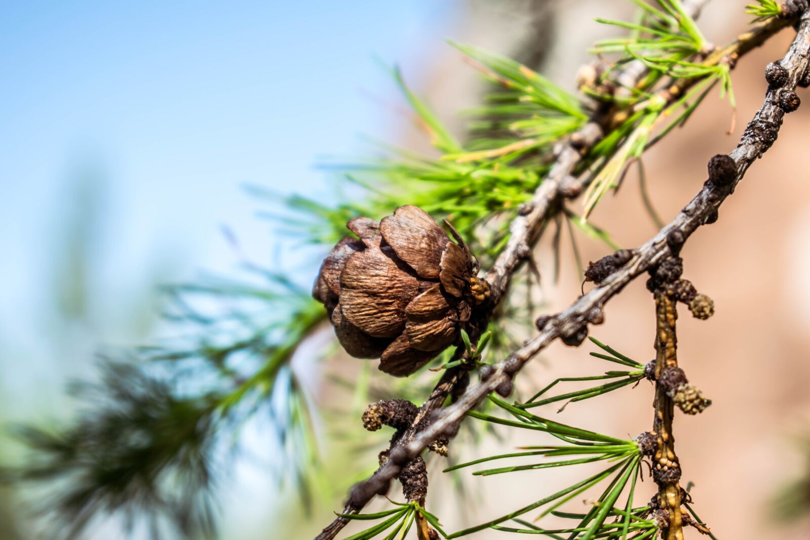Nikon D3300 sample photo. Tree, nature, branch photography