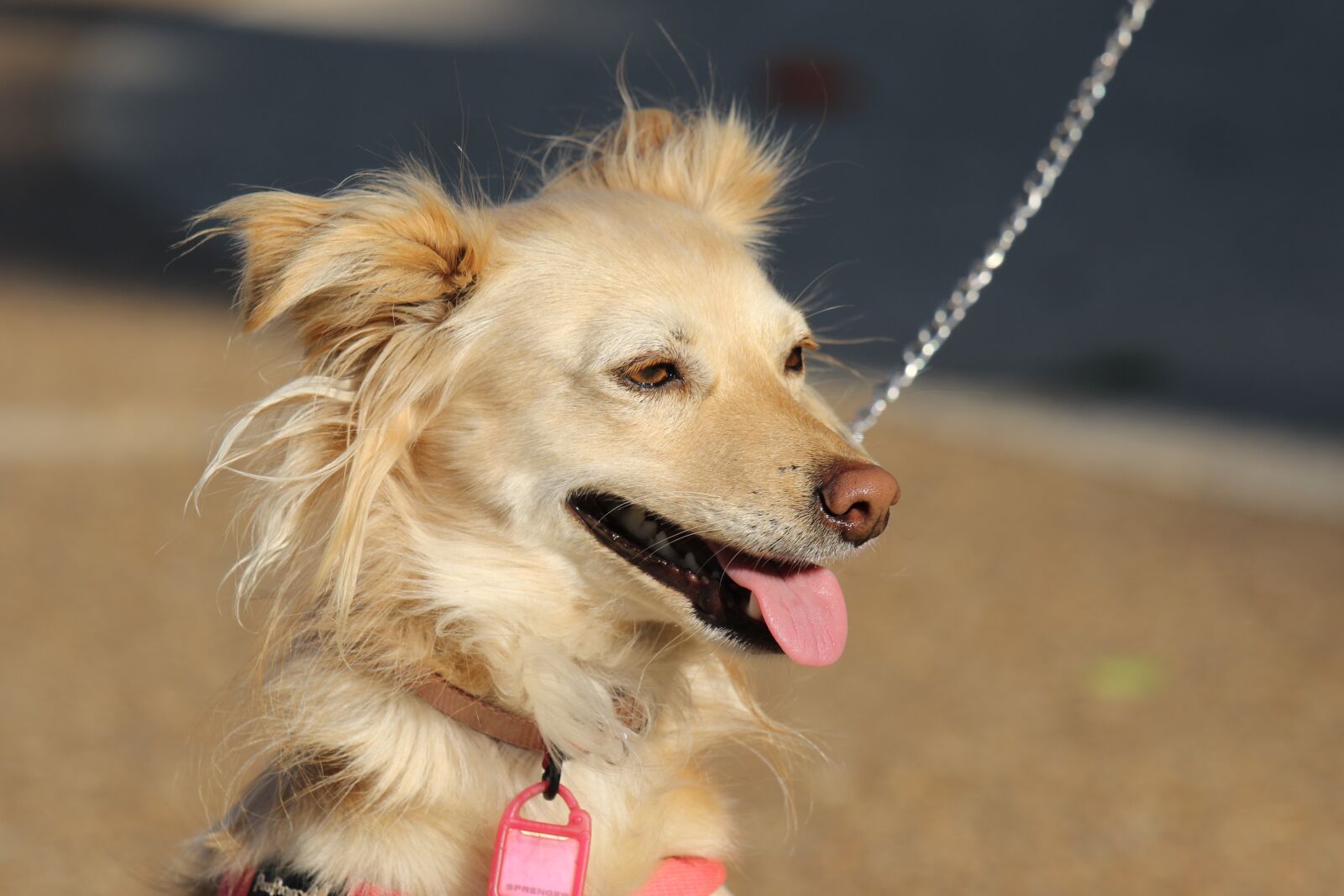 Canon EOS 7D Mark II sample photo. Animal, dog, closeup photography