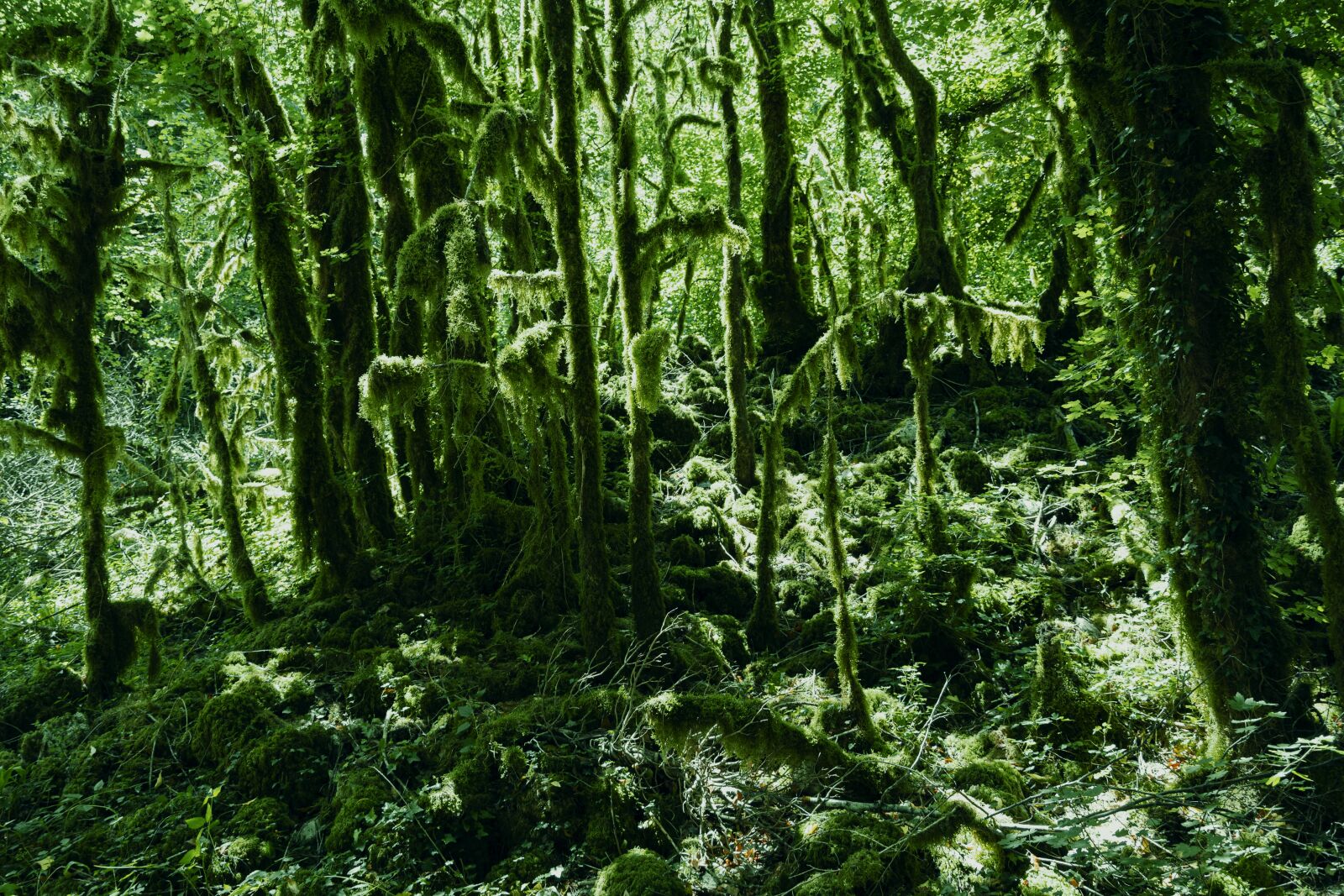 Nikon Z 50 sample photo. Forest, green, environment photography